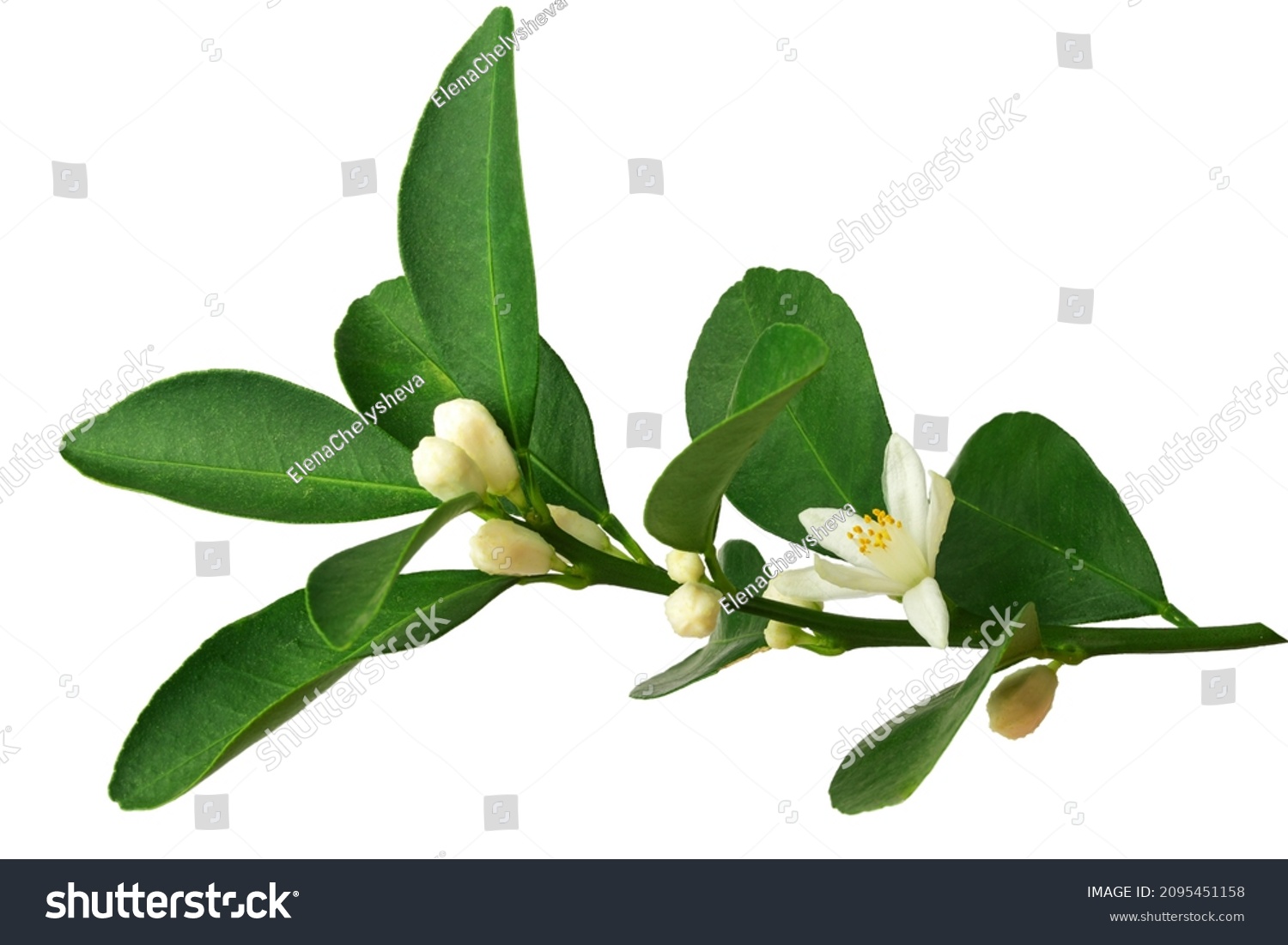 a branch of an orange or tangerine tree with fruits and flowers, isolated on a white background #2095451158