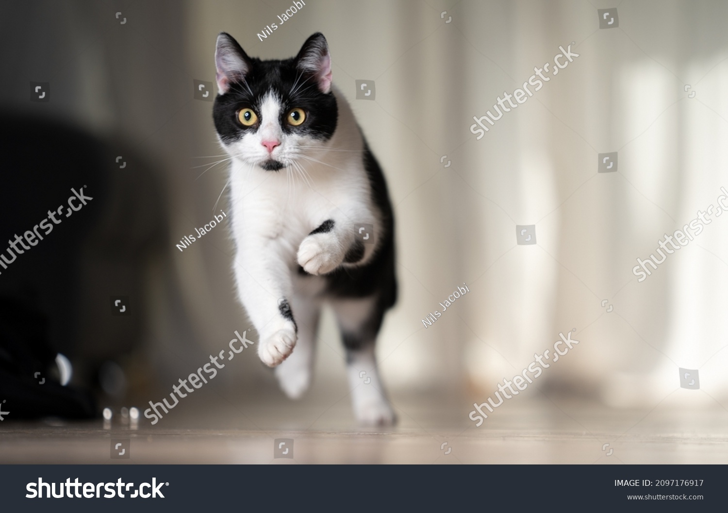 playful black and white cat running indoors at high speed with copy space #2097176917