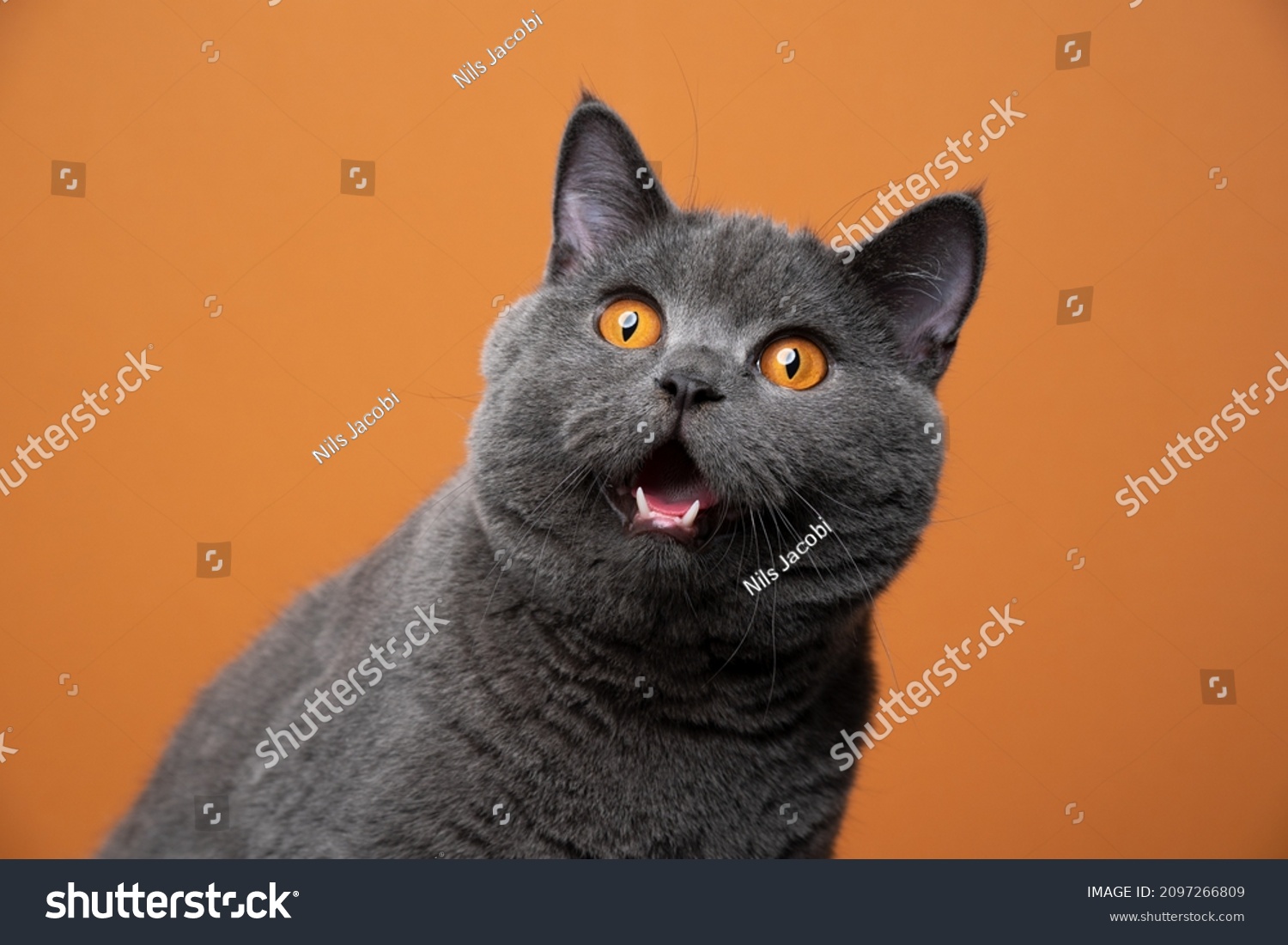 funny british shorthair cat portrait looking shocked or surprised on orange background with copy space #2097266809