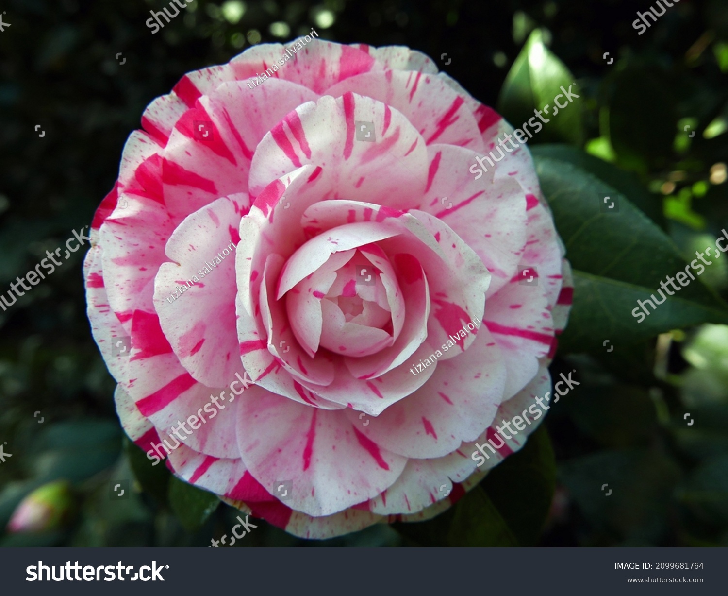 close up of vivid and elegant flower in its foliage #2099681764