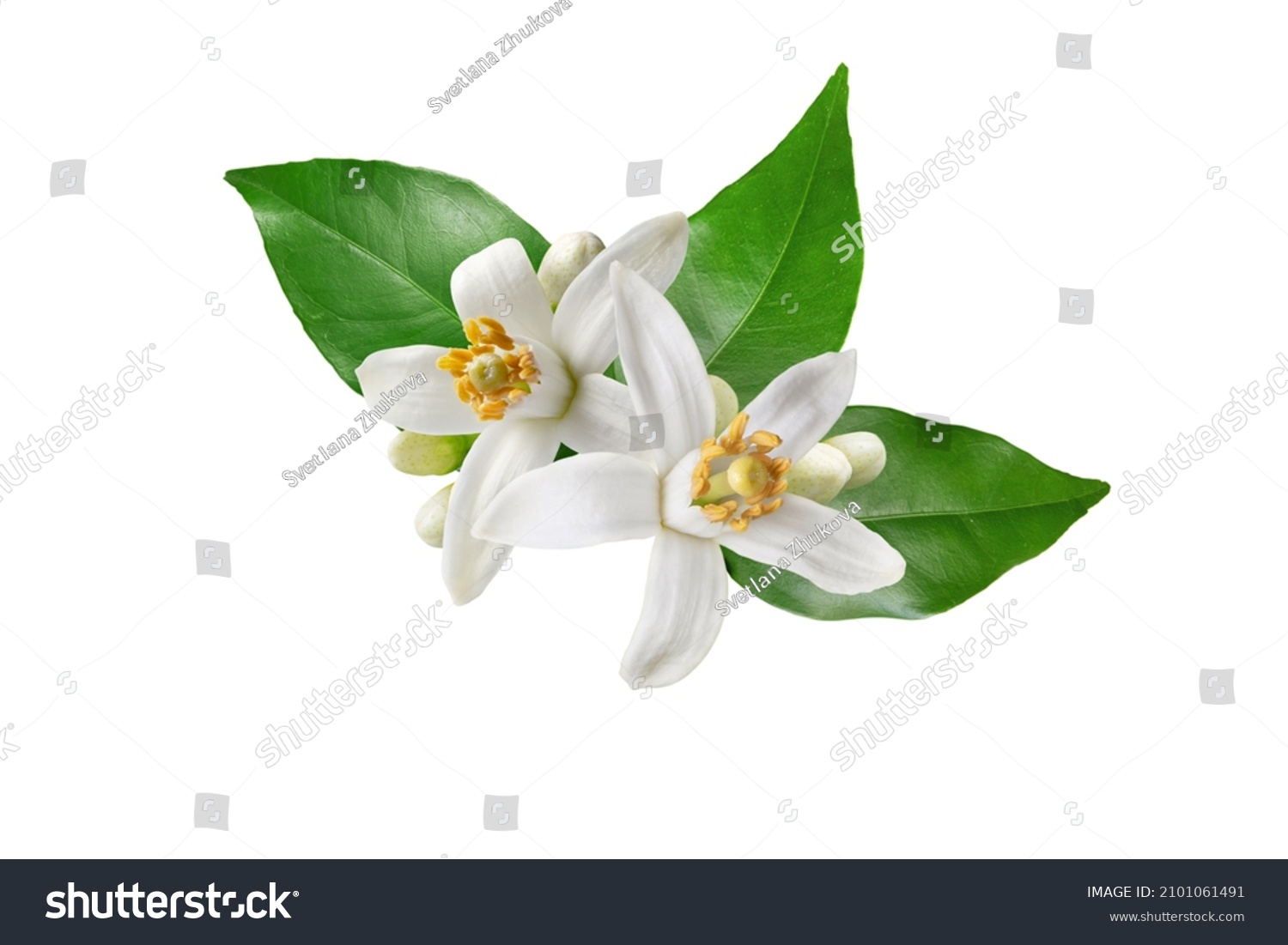 Neroli blossom. Citrus bloom. Orange tree white flowers, buds and leaves isolated on white.  #2101061491