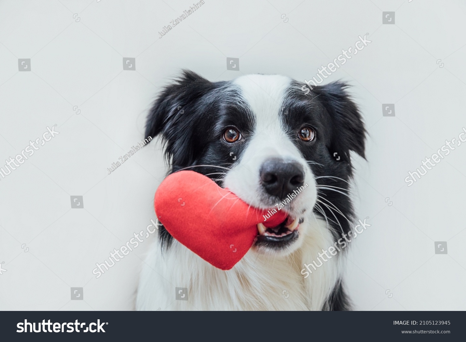 St. Valentine's Day concept. Funny portrait cute puppy dog border collie holding red heart in mouth isolated on white background, close up. Lovely dog in love on valentines day gives gift #2105123945