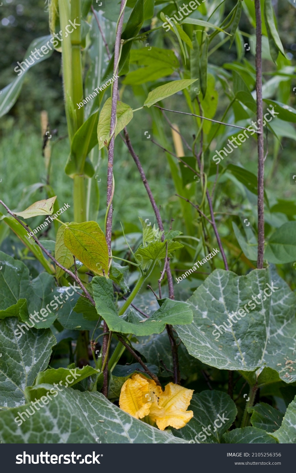 Three sisters companion planting  - beans with green pods climbing corn flower, pumpkins and squashes are shading the ground in the wild vegetable garden. #2105256356