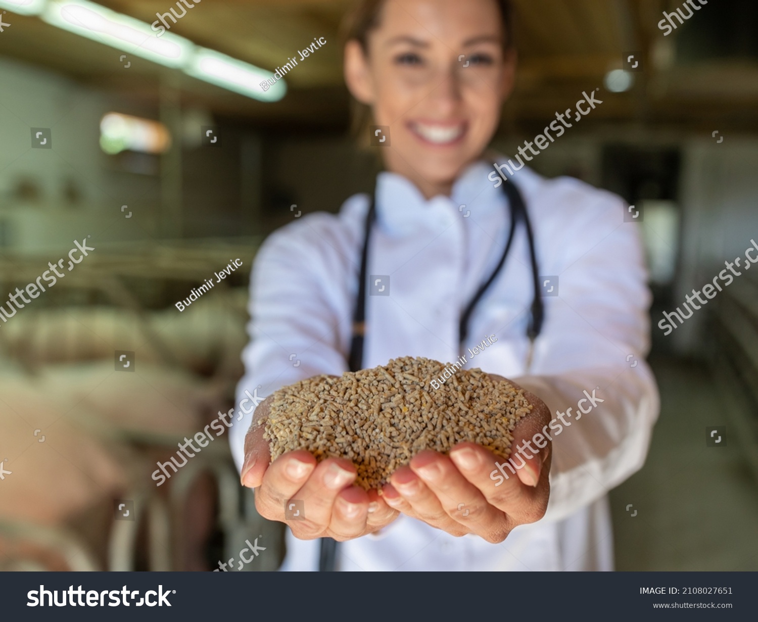 Pretty young veterinarian holding dry feed for livestock in front of pigs in stable #2108027651