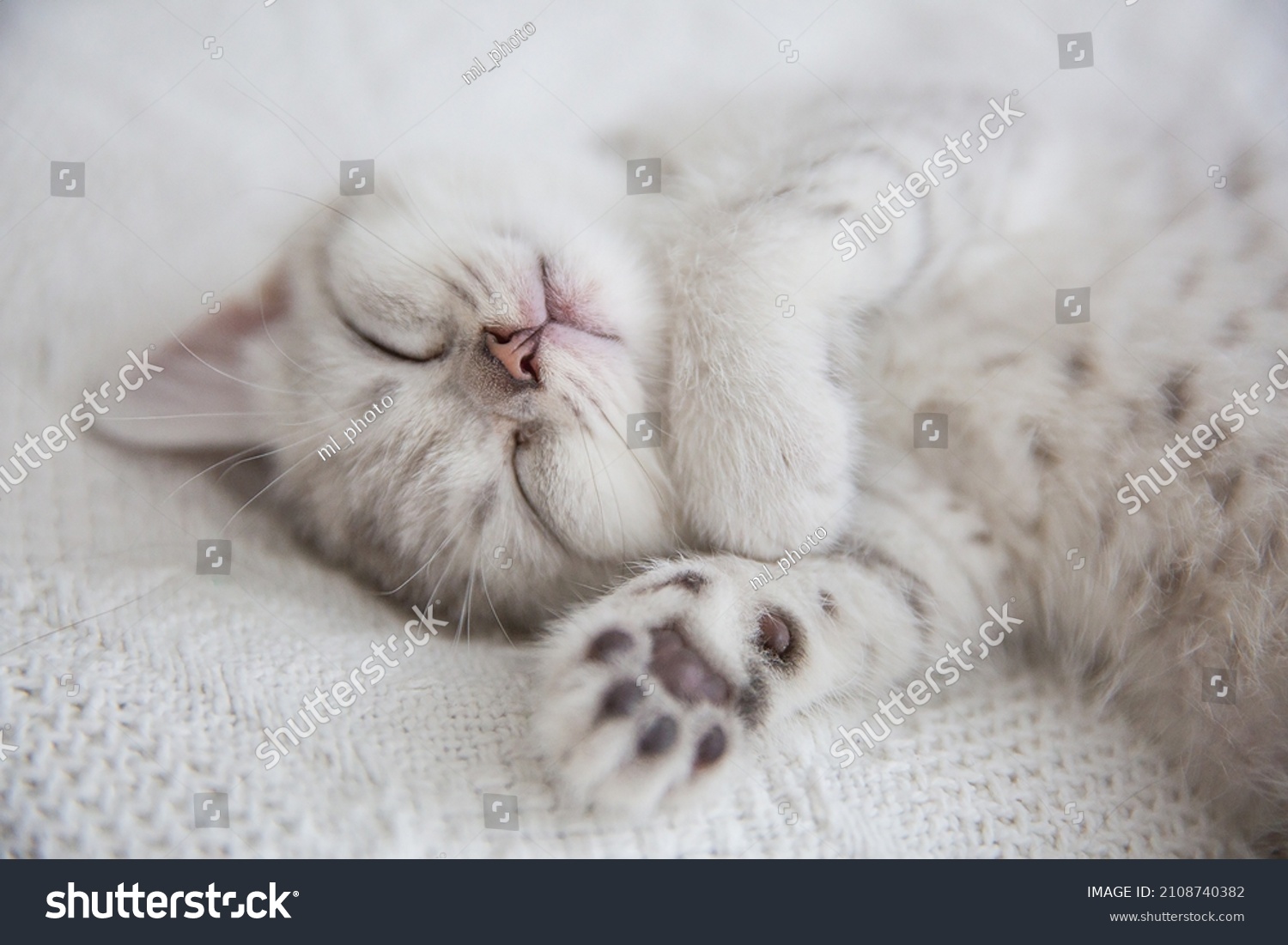 Cute tabby Scottish short hair silver kitten. Dreaming kittens sleep on a bed under warm white blanket. Pets sleep at cozy home. Top down view web banner. Funny adorable pets cats. Postcard concept. #2108740382