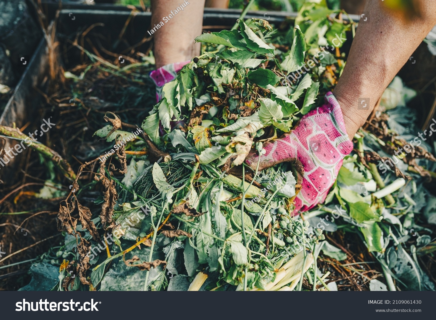gardener's hands in gardening gloves are sorting through compost heap with humus, in backyard. Recycling natural product waste into compost heap to improve soil fertility. Processing agricultural wast #2109061430