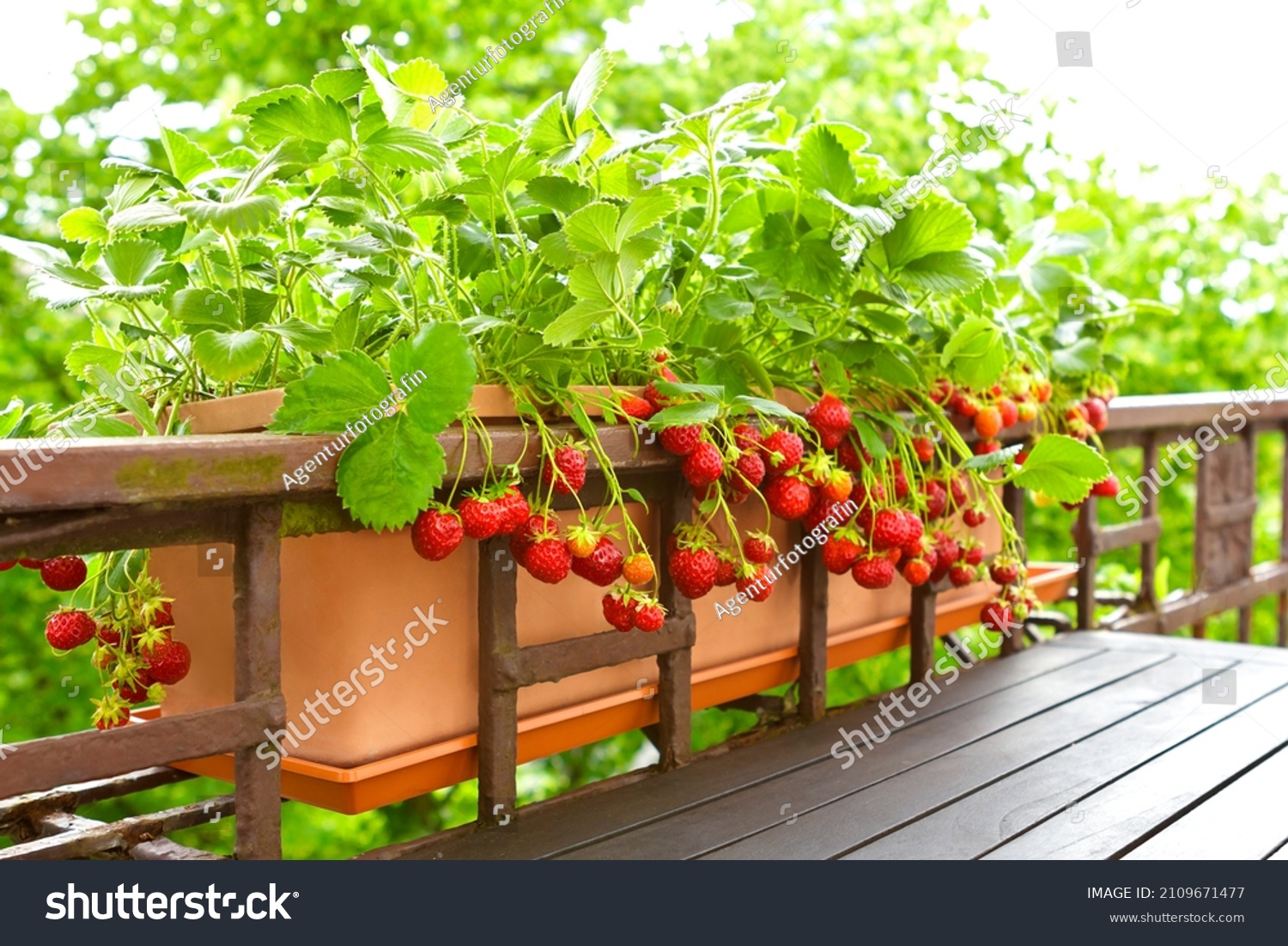 Strawberry plants with lots of ripe red strawberries in a balcony railing planter, apartment or urban gardening concept. #2109671477