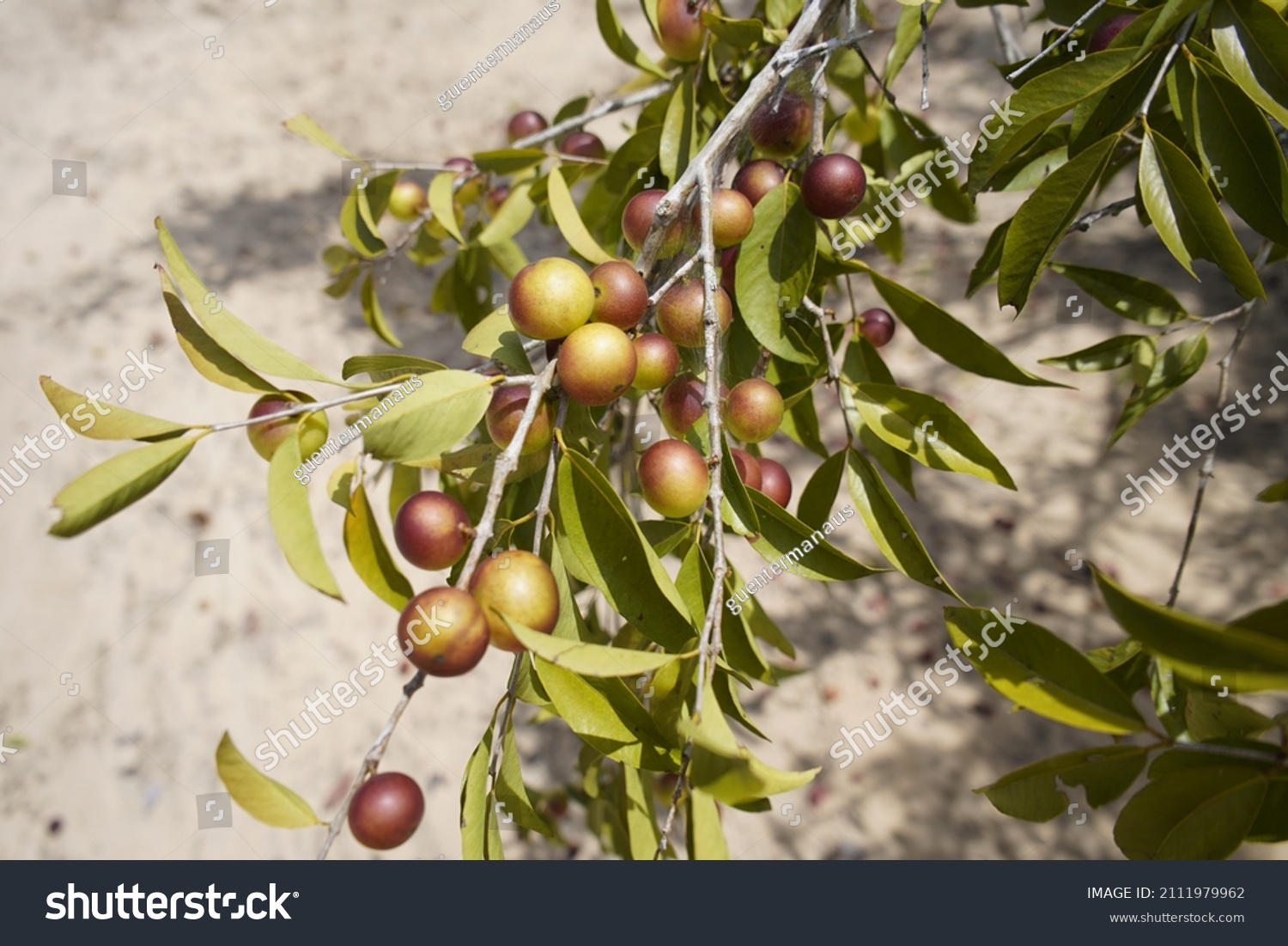 Camu camu trees with fruits (Myrciaria dubia), Myrtaceae family. Location:  Maués – Amazon, Brazil. #2111979962