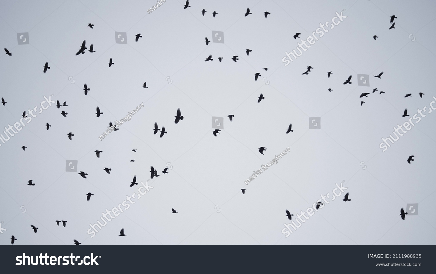 flock of birds flying in the sky crows. chaos of death concept. group of birds flying in the sky. black crows in a group circling against the sky. migration movement fly of birds from warm countries #2111988935