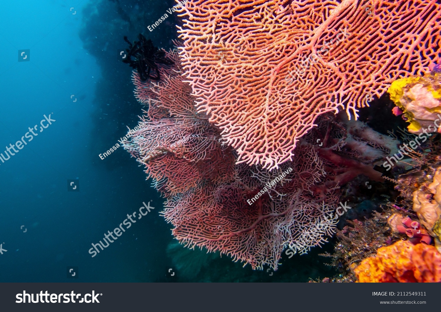 Underwater colorful coral view. Underwater coral. Coral underwater #2112549311
