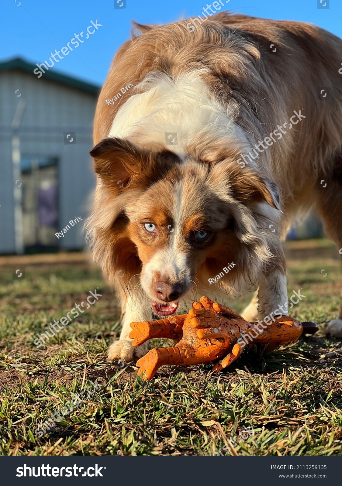 Low view of red and white long coated purebred miniature Australian shepherd dog guarding squeaky toy chicken outside in yard  #2113259135