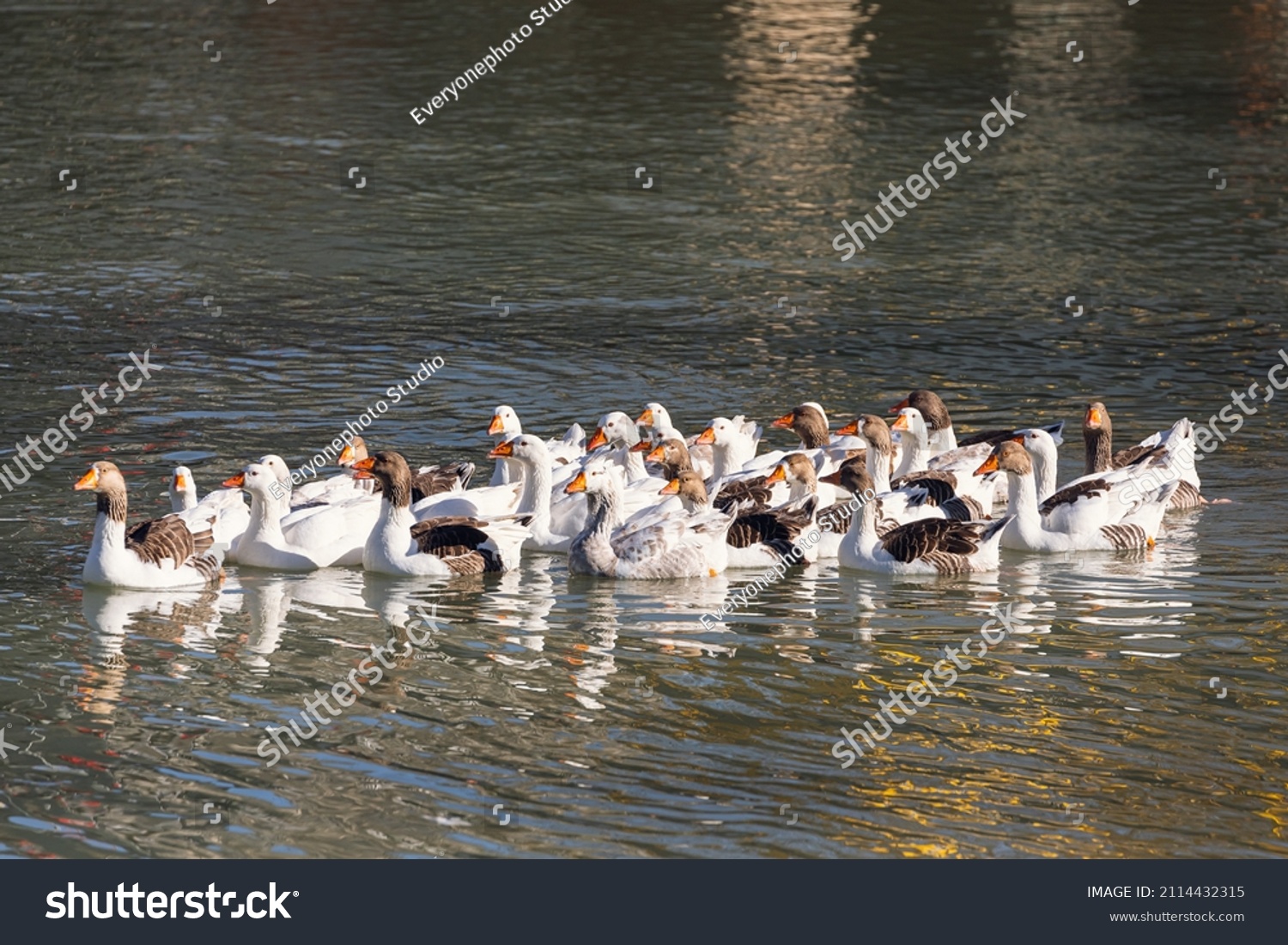 A covey of wild duck is in the river. White ducks swimming in the pond together #2114432315