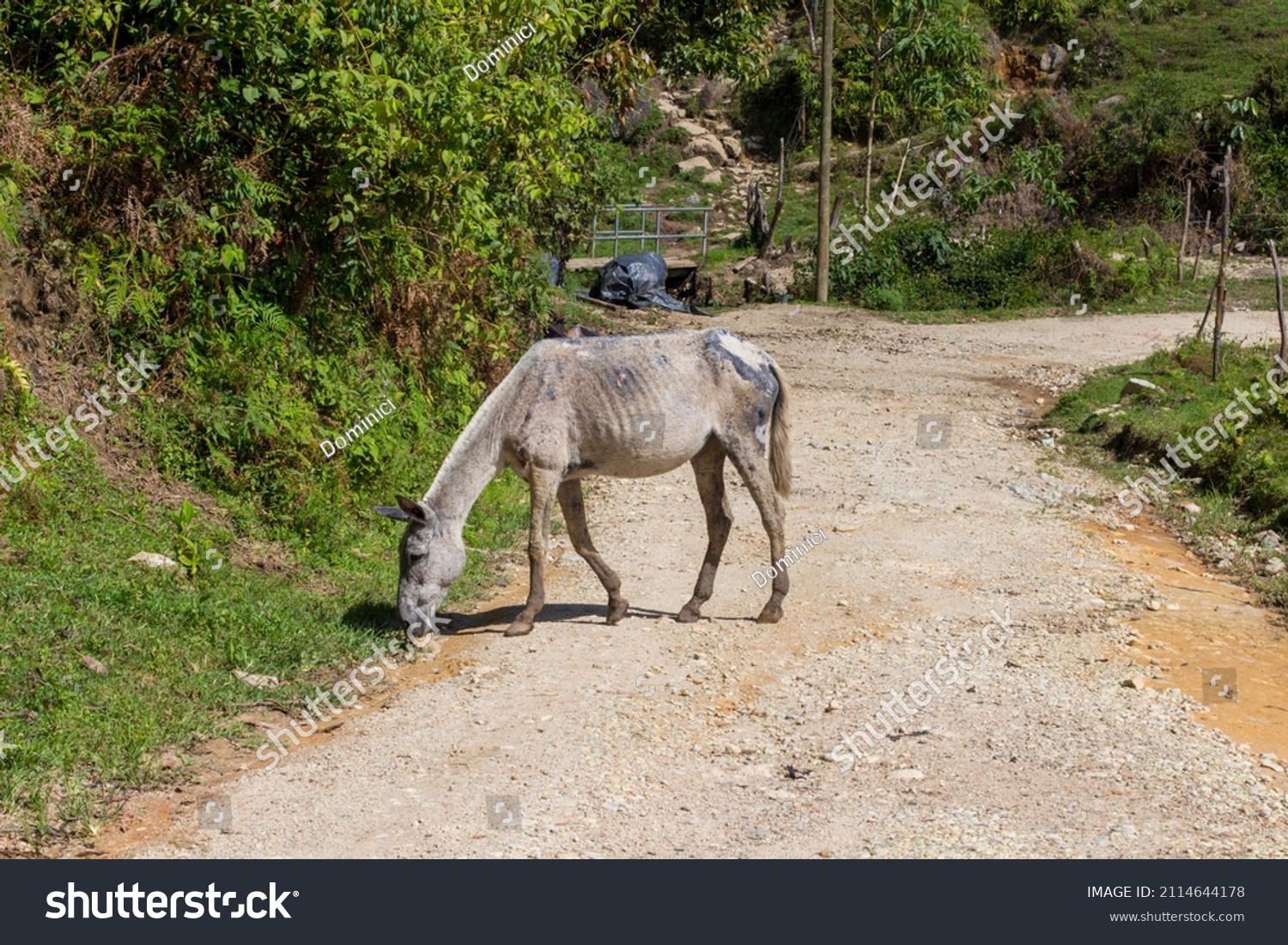 Half starved skinny horse on a path around Guatape, Colombia. #2114644178
