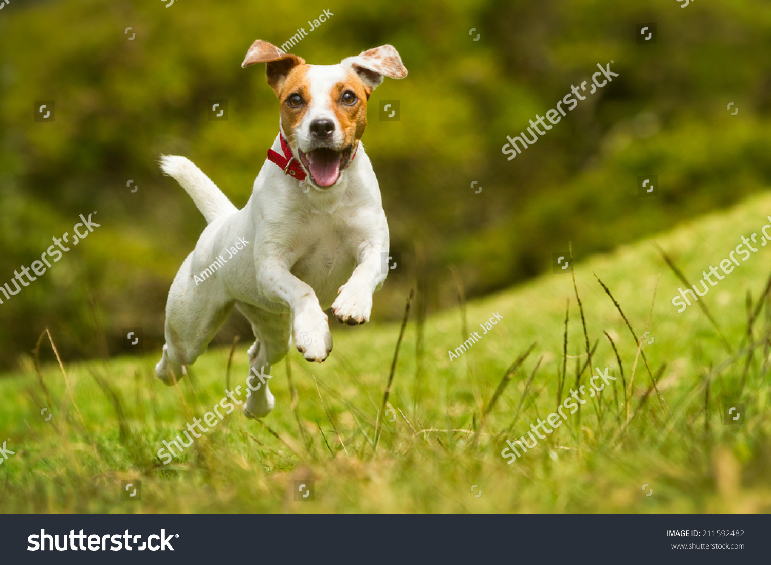Jack Russel Parson Dog Run Toward The Camera Low Angle High Speed Shot #211592482