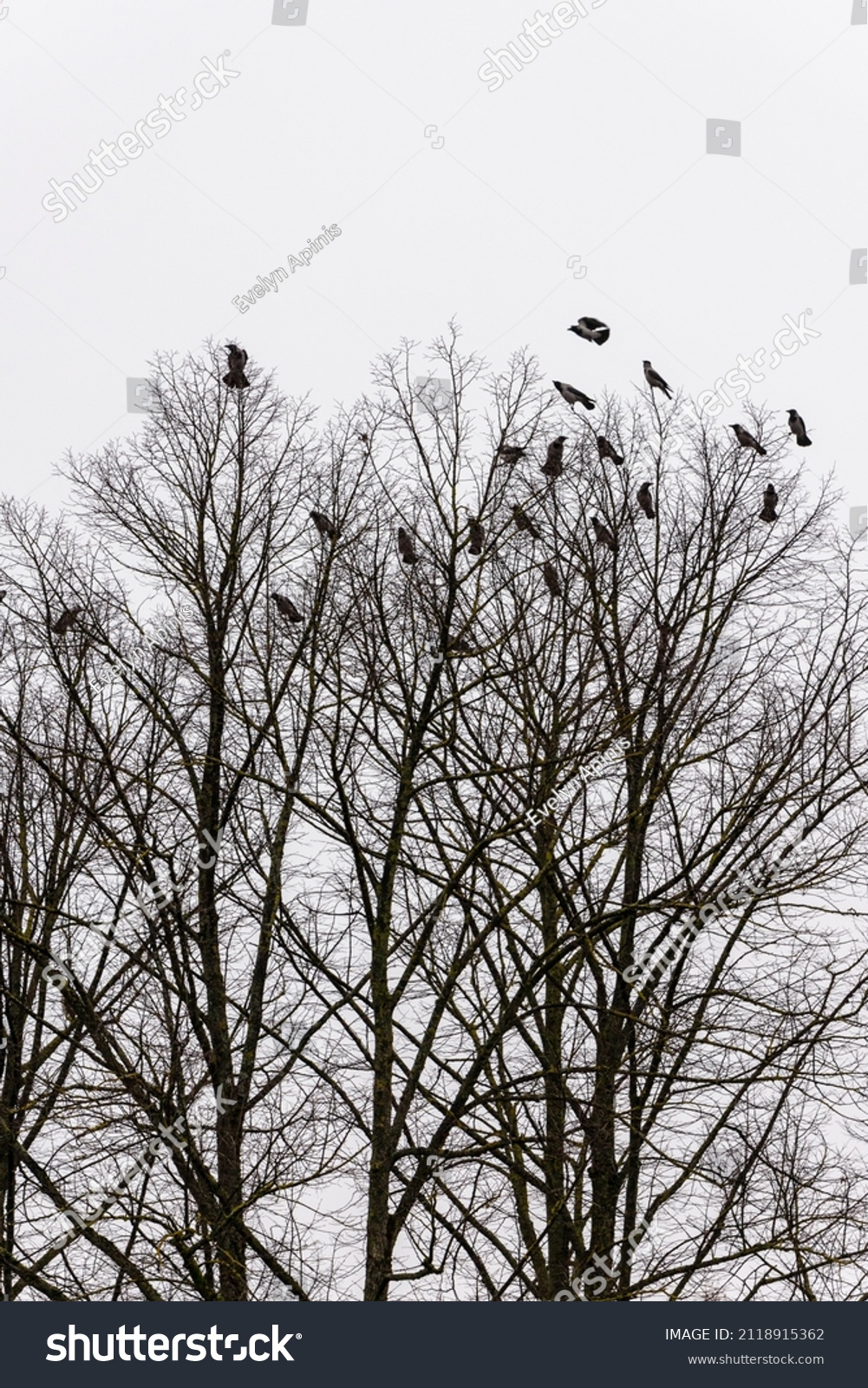 Vertical photo of bevy crows roosting in winter forest. Jackdaws perched on top of the tree branches. Group of ravens roosting in winter park at grey rainy day.   #2118915362
