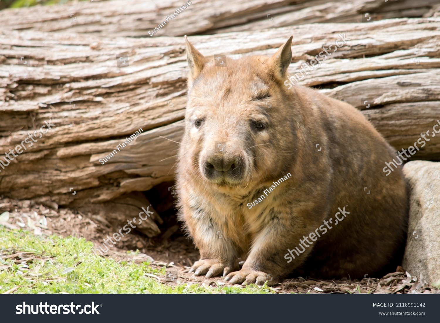 the Southern hairy nosed wombat is emerging from his underground home #2118991142