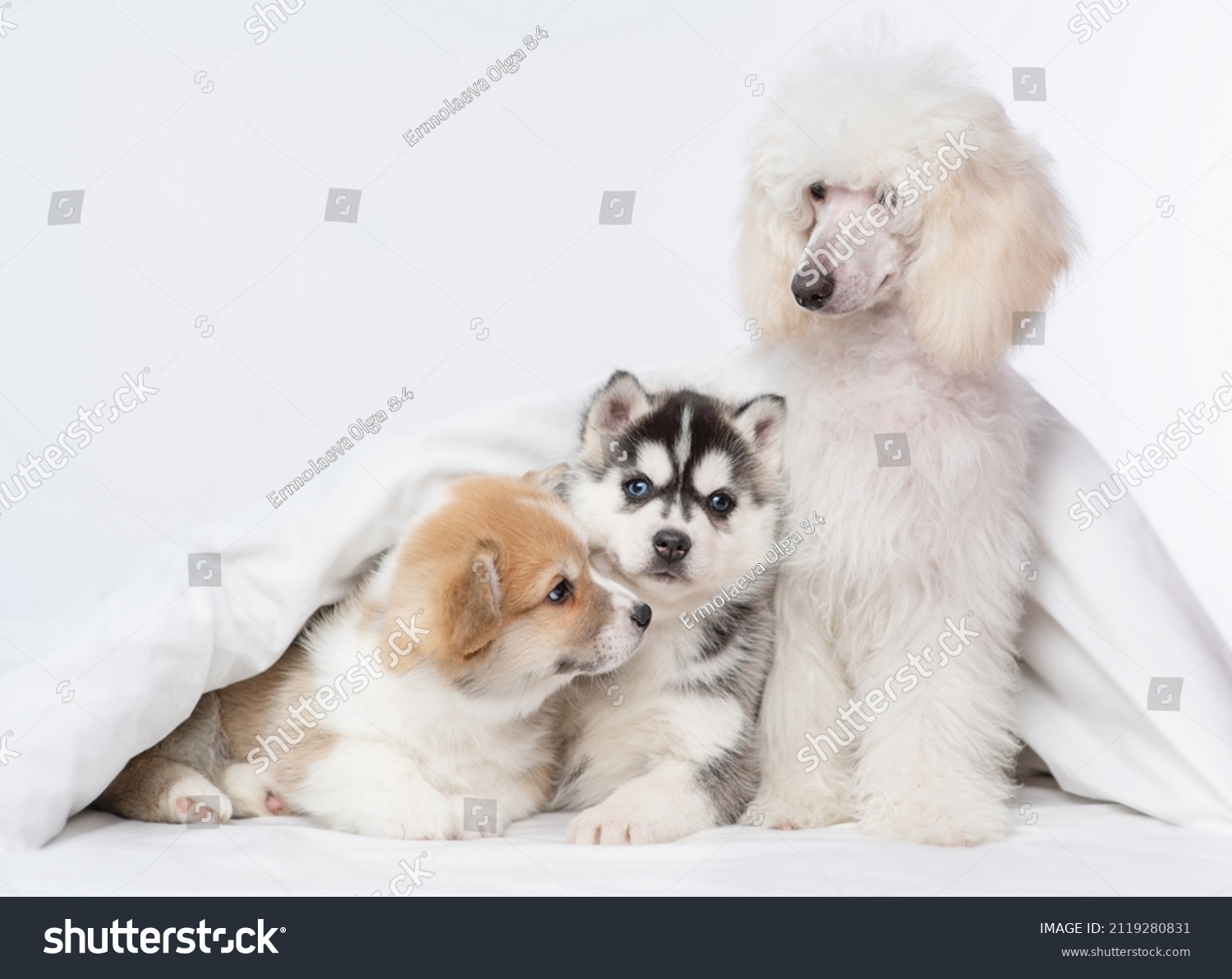 Three puppies of different breeds sitting under the covers on the bed. Red corgi, black husky, white poodle. Puppies friends at home #2119280831