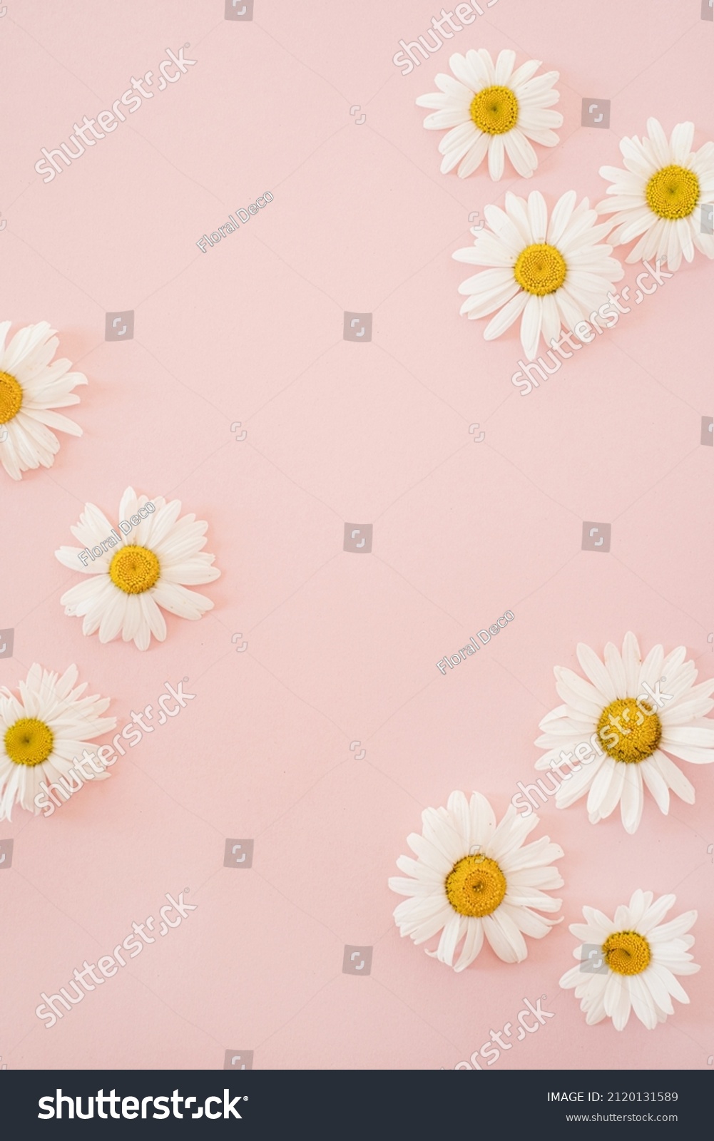 Beautiful chamomile daisy flower on neutral pink background. Minimalist floral concept with copy space. Creative still life summer, spring background #2120131589