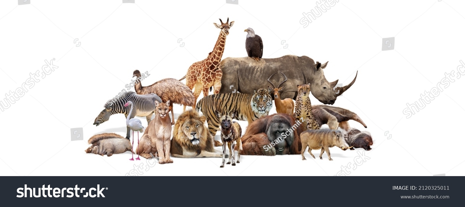 Composite of a large group of wildlife zoo animals together over a white horizontal web banner or social media cover #2120325011