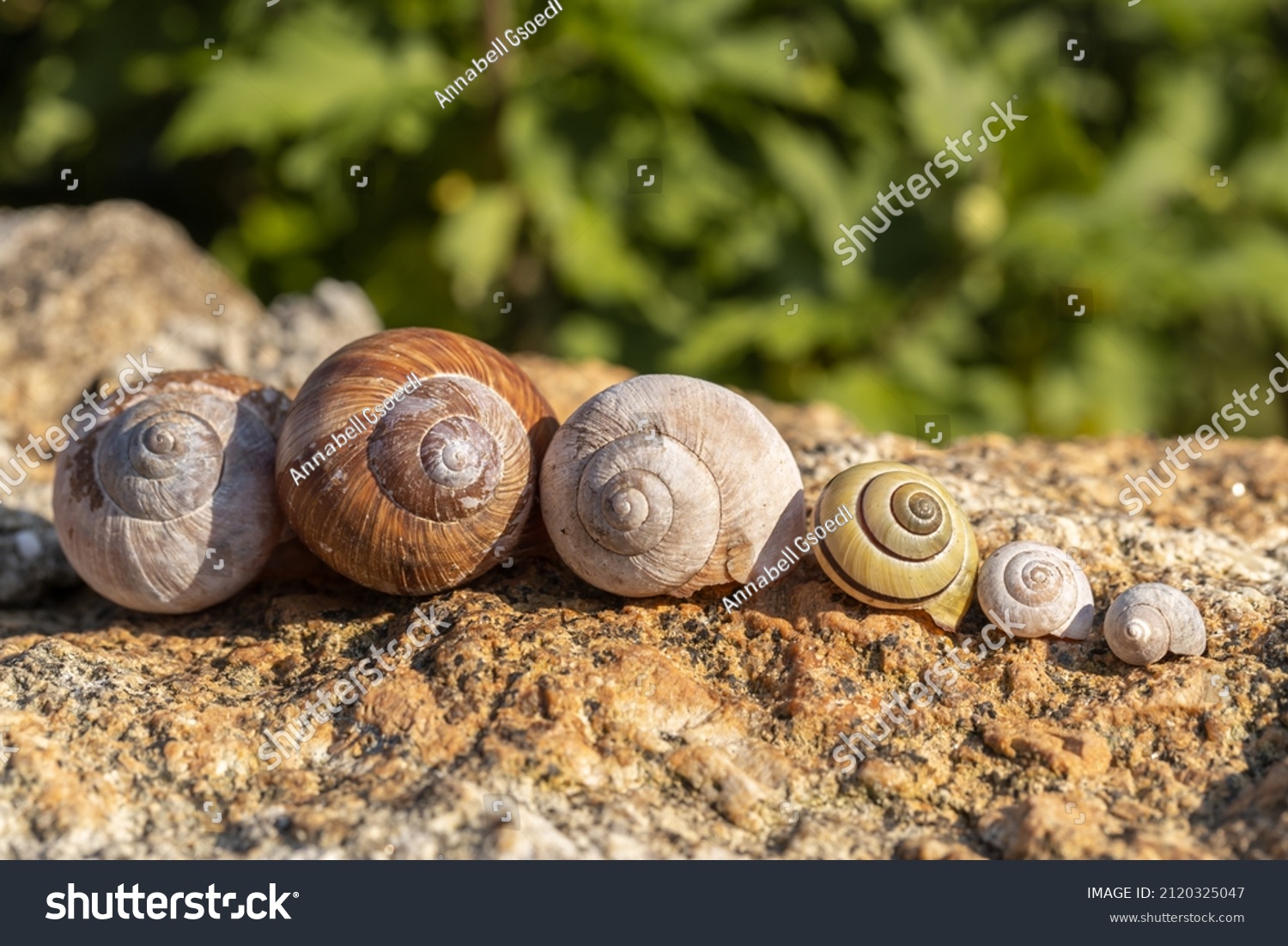 Close-up of different snail shells in a row #2120325047