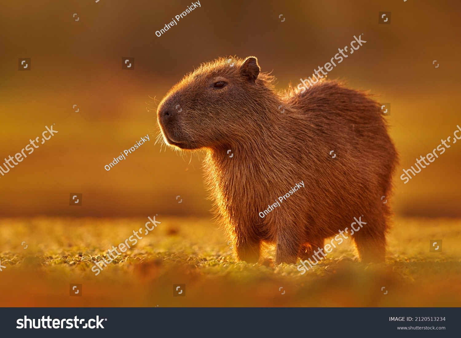 Brazil wildlife. Capybara, Hydrochoerus hydrochaeris, Biggest mouse near the water with evening light during sunset, Pantanal, Brazil. Wildlife scene from nature. Orange evening with cute mammal. #2120513234