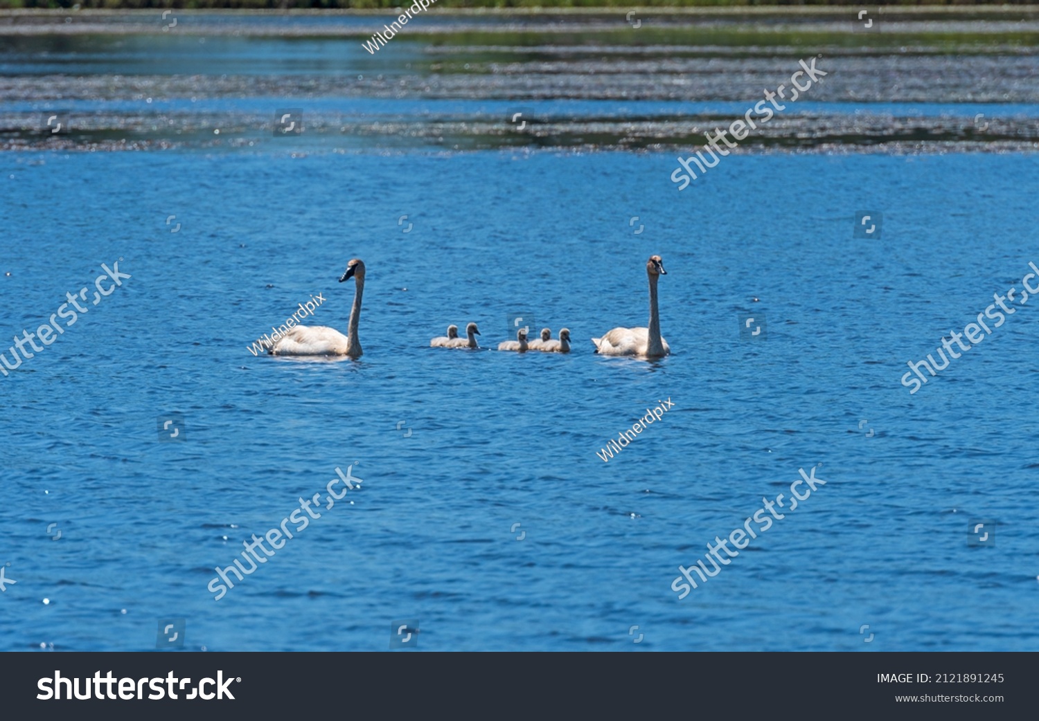 Trumpeter Swan Family Out for a Swim in the Seney Wildlife Refuge in Michigan #2121891245
