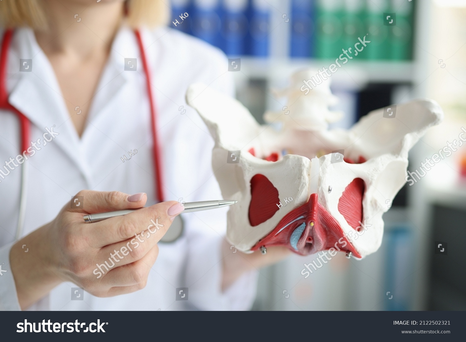 Doctor gynecologist showing layout of female pelvis with muscles closeup #2122502321