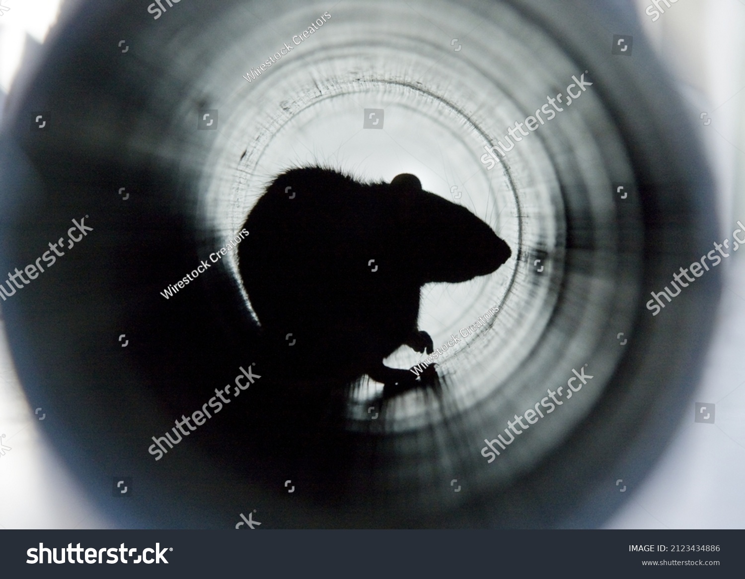 A closeup shot of a brown rat in a water pipe #2123434886