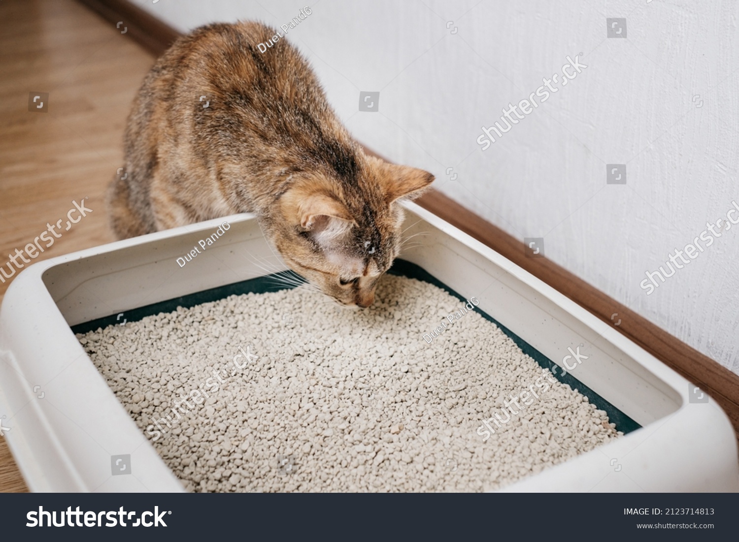 Domestic cat sniffs bulk litter in a plastic box. #2123714813