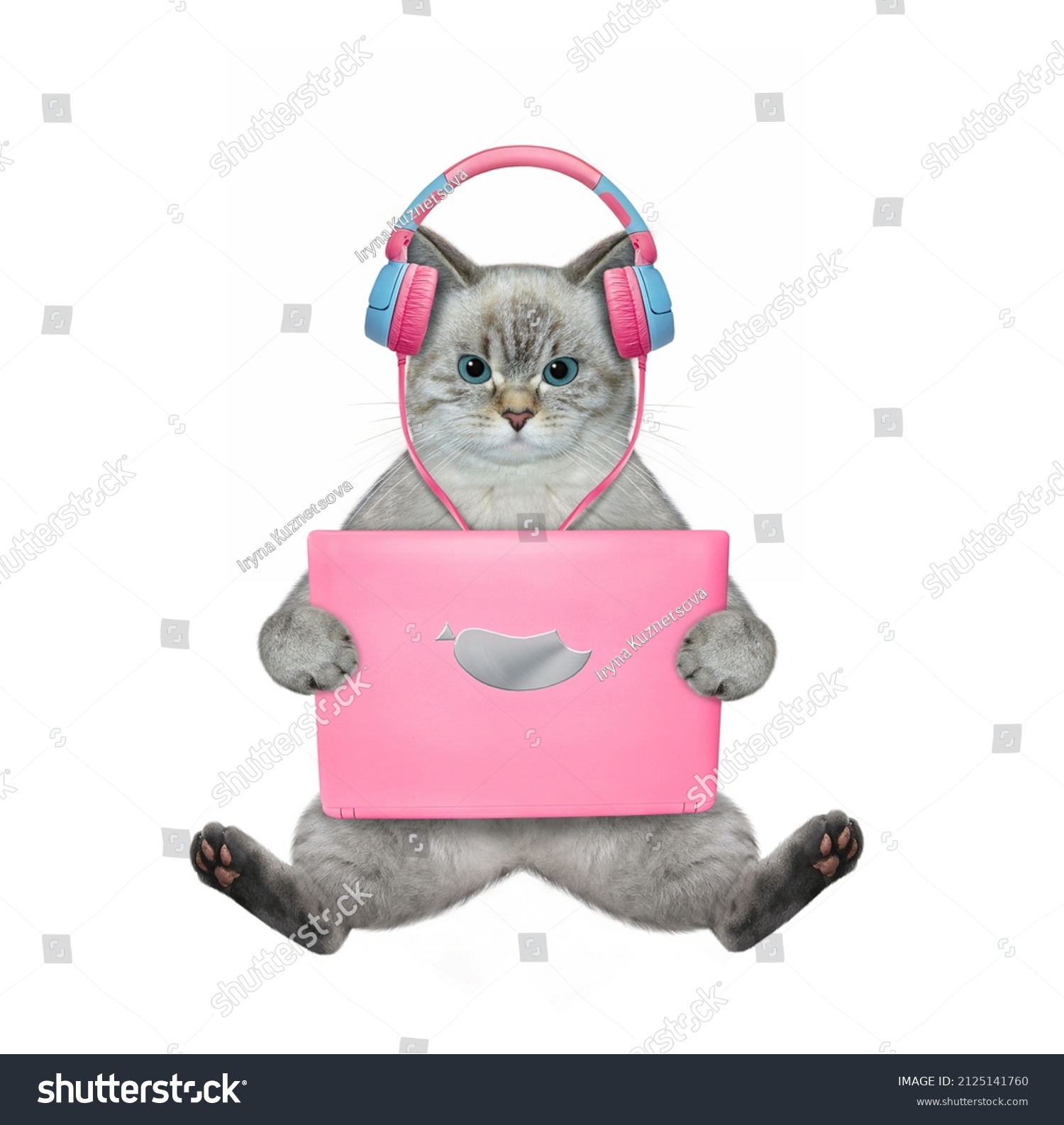 An ashen cat in earphones sits and works with a pink laptop. White background. Isolated. #2125141760