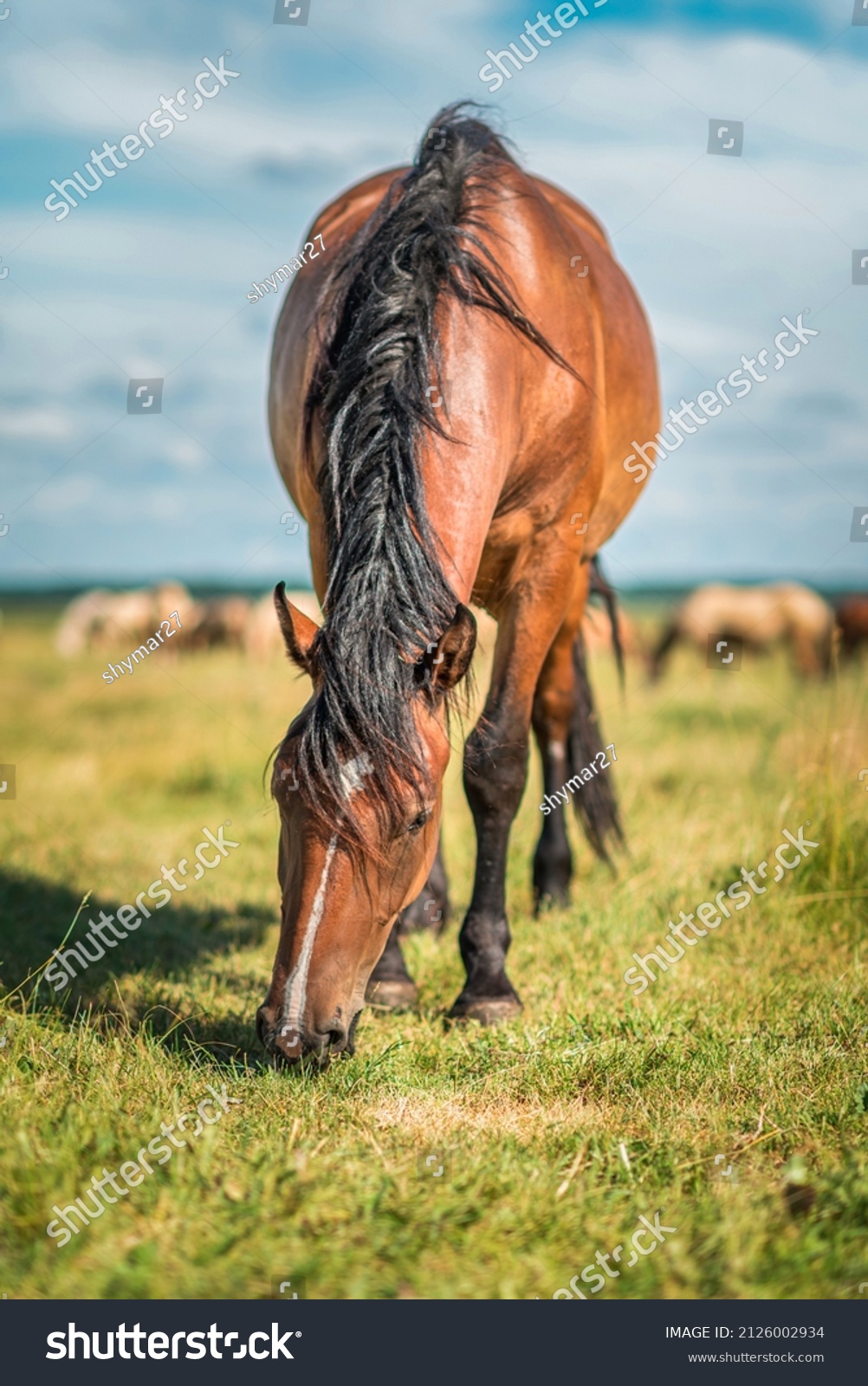 Thoroughbred horses graze on a summer farmer's field. #2126002934