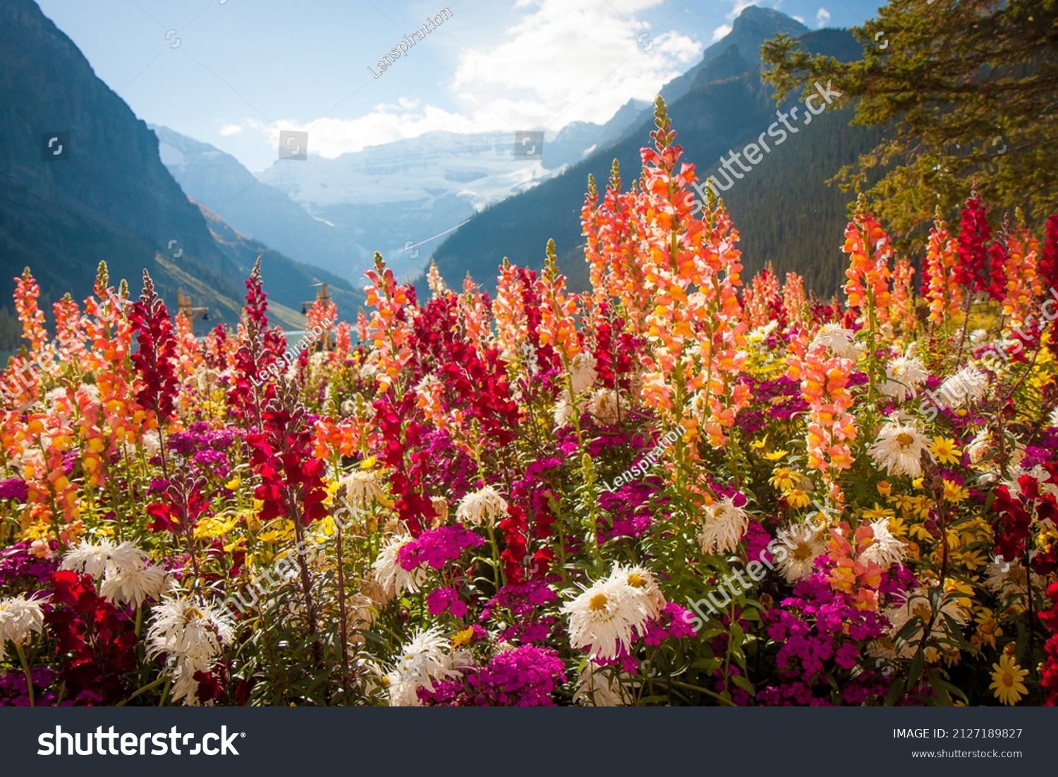 Tall colorful wild flowers in front of mountain range outlook in Banff National Park Canada #2127189827