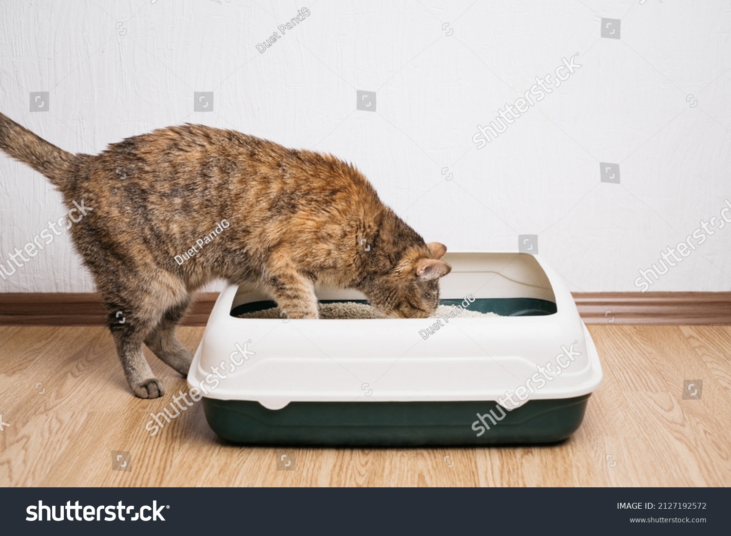 Domestic ginger cat examines litter box with dry filler for the toilet. #2127192572