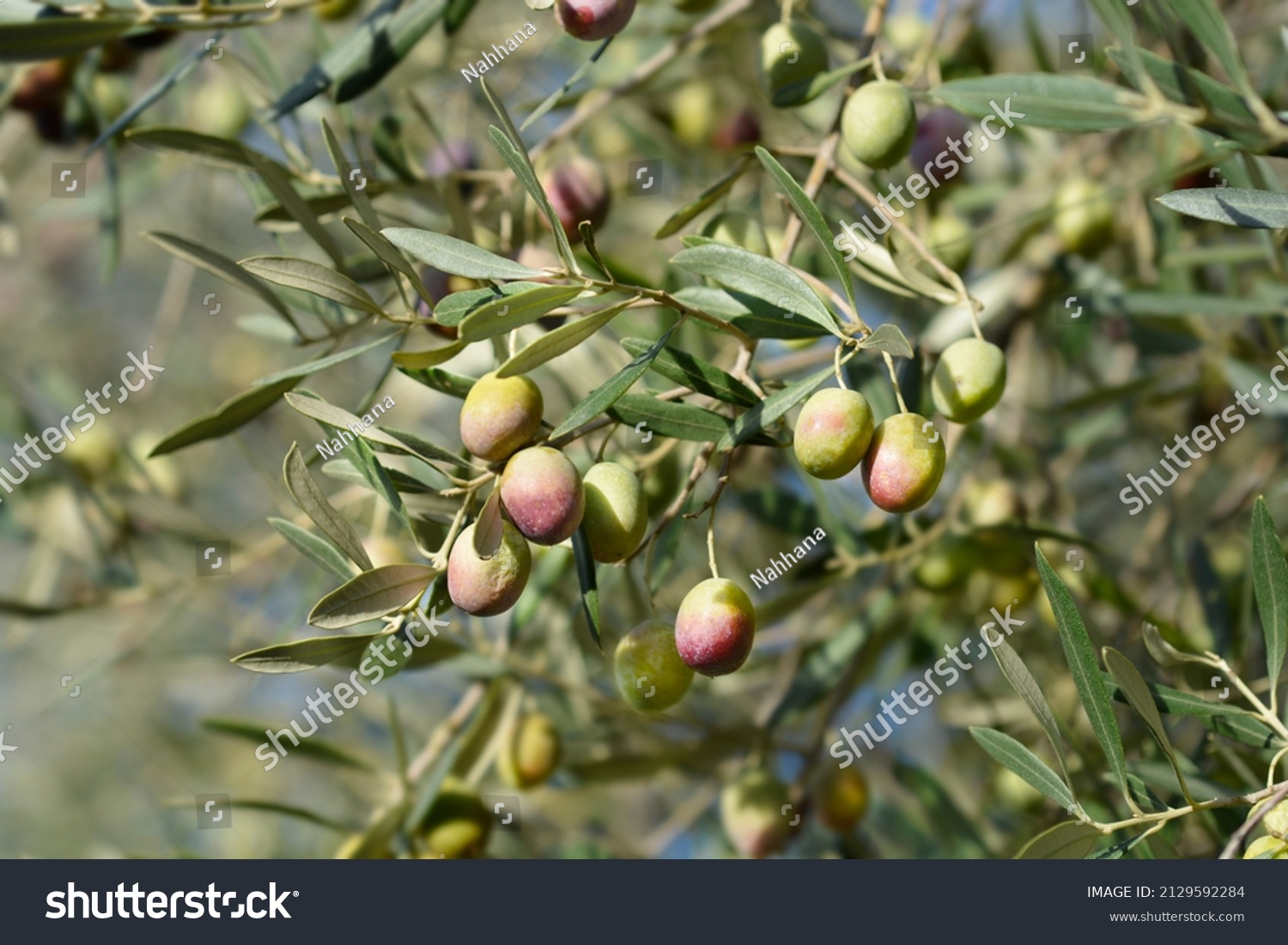 Common olive branches with fruit - Latin name - Olea europaea #2129592284