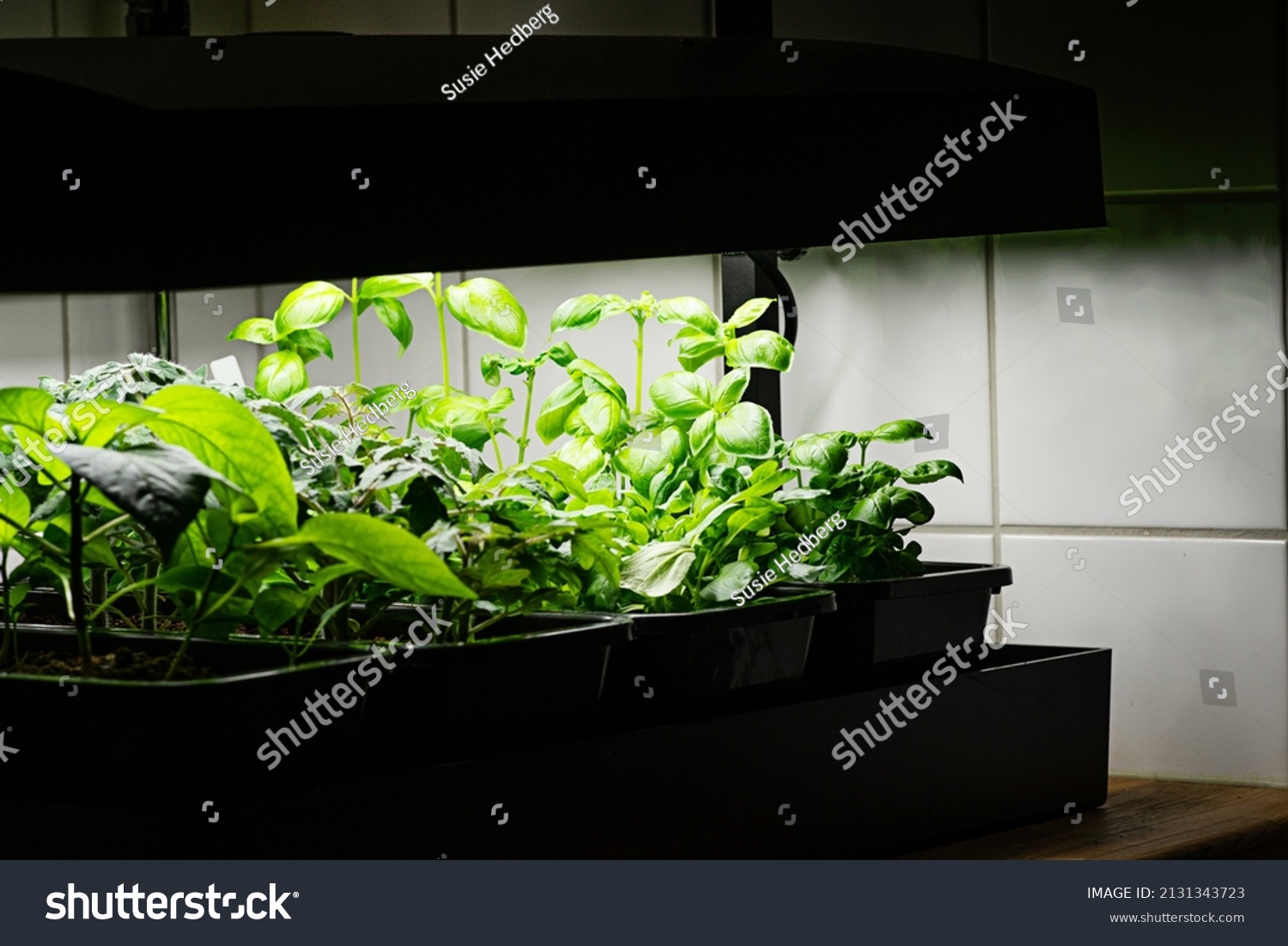 Growing vegetables indoors with grow lights. Fresh basil, lettuce, and tomato plants growing indoors in pots under grow lights. Concept of indoor vegetable garden. #2131343723