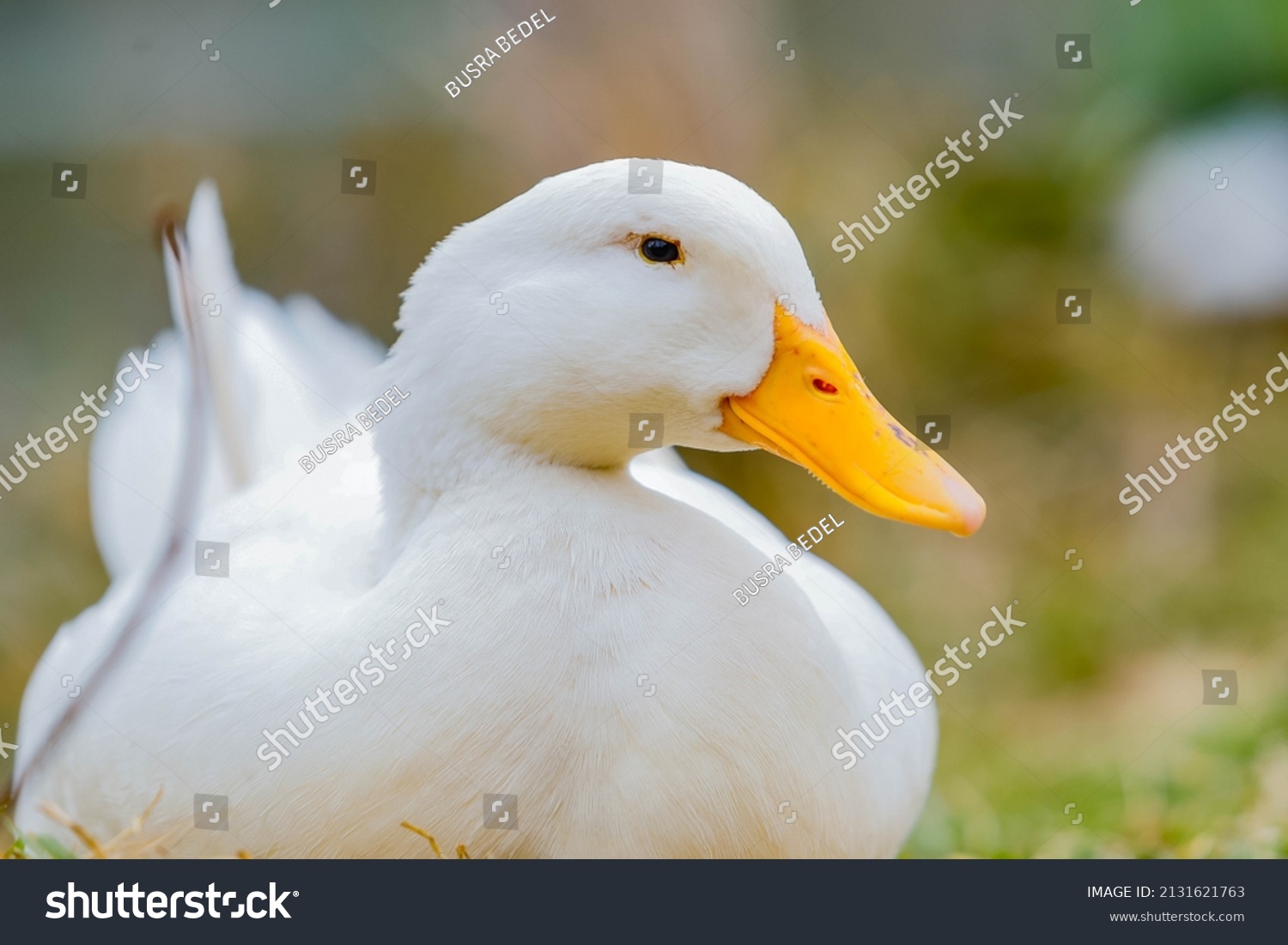 cute and majestic duck with white feathers and yellow beak is sitting by the lake. Macro shot. animal life. #2131621763