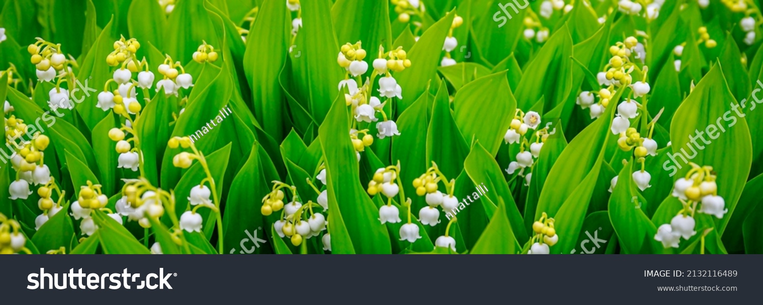 Lily of the valley (Lily-of-the-valley) white small fragrant flowers in green leaves. Banner. Convallaria majalis  woodland flowering plant.  #2132116489