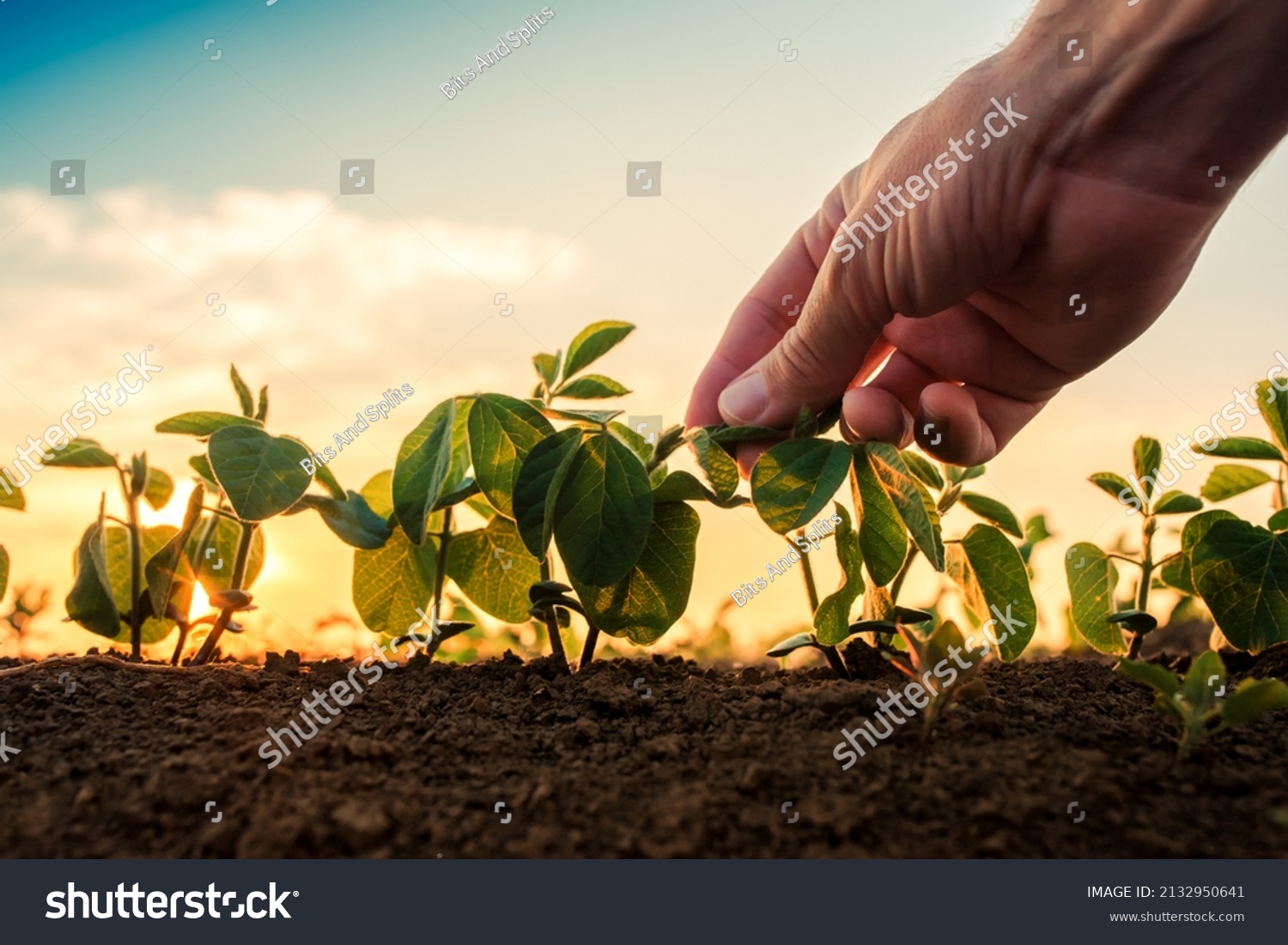 Soybean growth control, male hand touching soy plant leaf in cultivated field #2132950641
