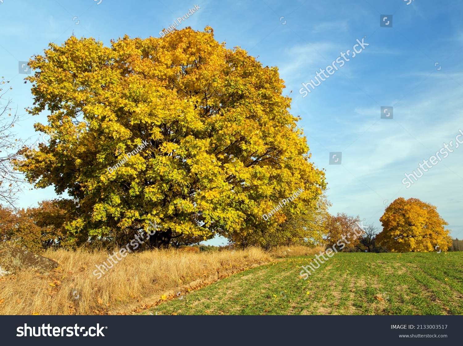 autumn colored deciduous trees, maple trees, autumnal landscape view #2133003517