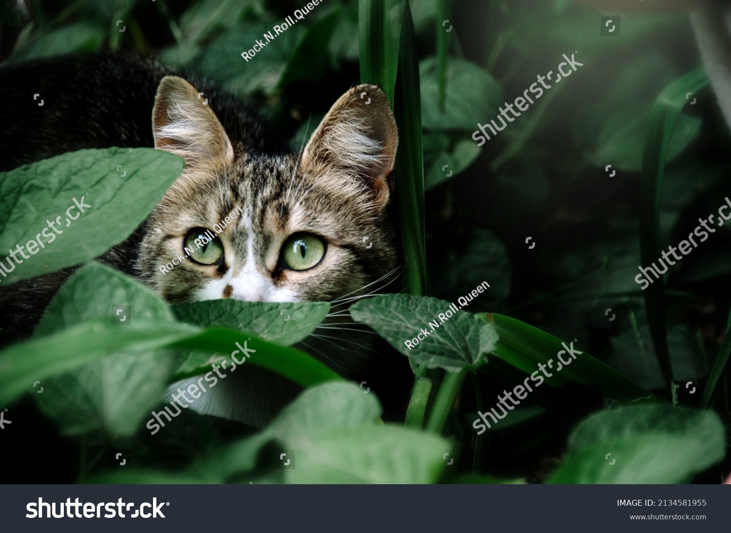 Cute predator among jungles. Beutiful cat with green eyes hides in green leaves in the garden #2134581955