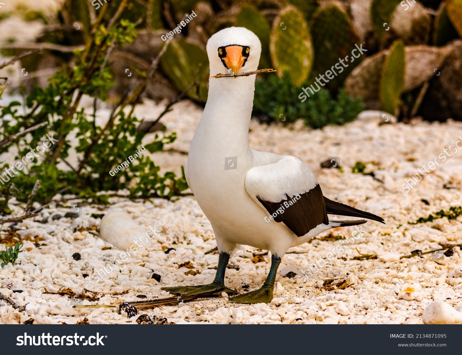 Nazca Booby on Genovesa Island in the Galapagos.  A comical looking bird with its black face mask and long orange beak. This one is collecting sticks for its nest.  #2134871095