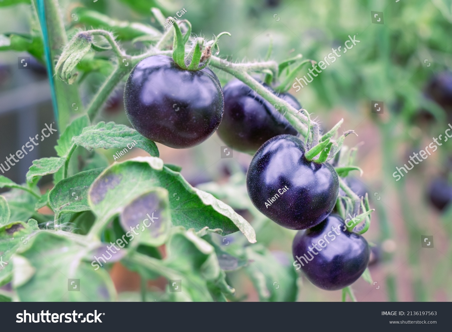 Black tomatoes grow on branch in vegetable garden. Indigo rose - blackest tomato variety harvest in farm greenhouse #2136197563