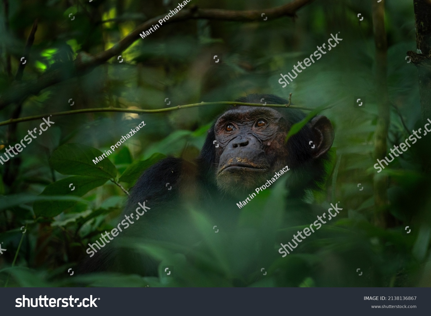 Chimpanzee in the forest. Chimp in the protected Kibale forest. Safari in Uganda. African wildlife.	 #2138136867