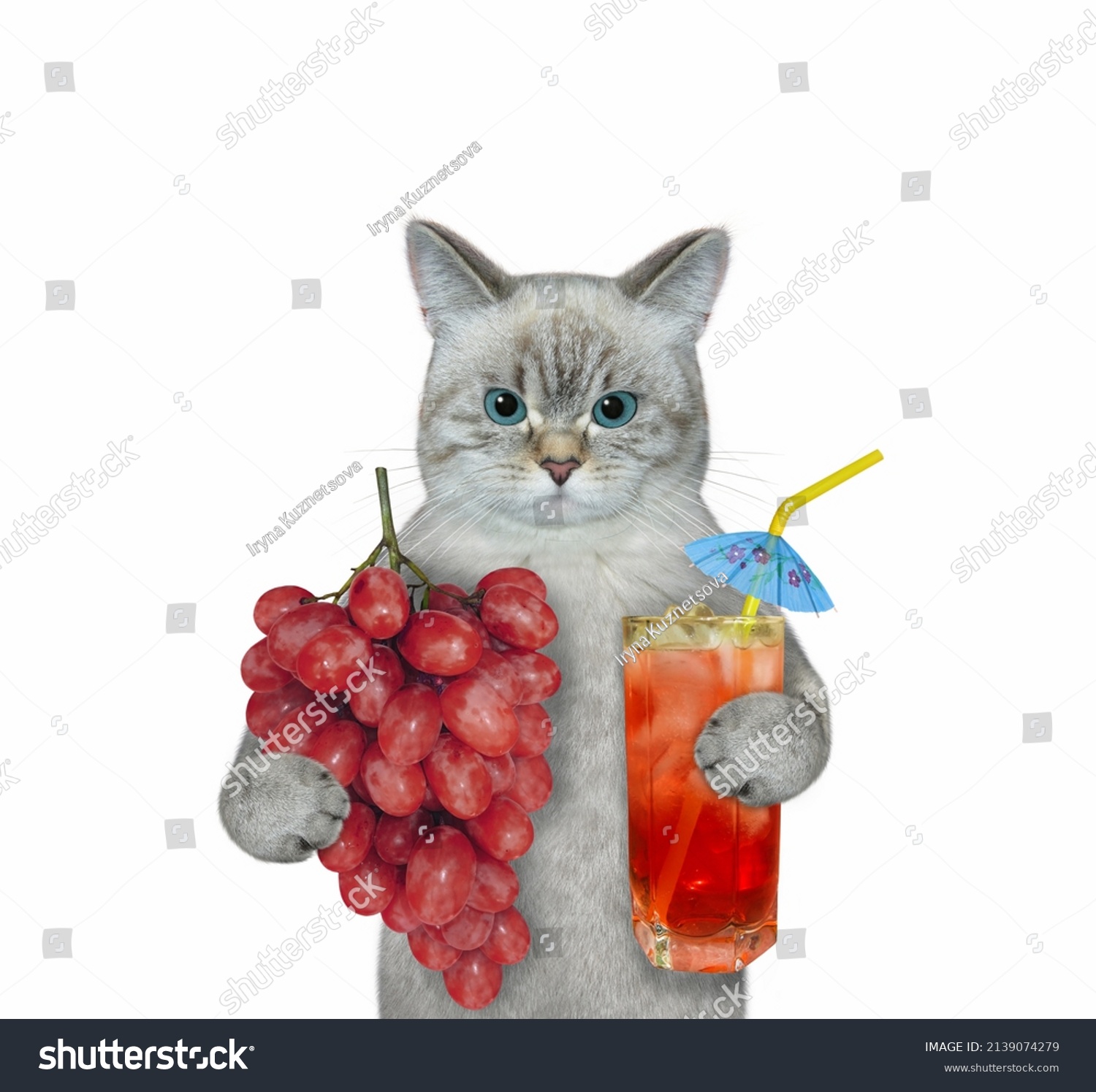 An ashen cat holds a bunch of red grapes and drinks fresh juice. White background. Isolated. #2139074279