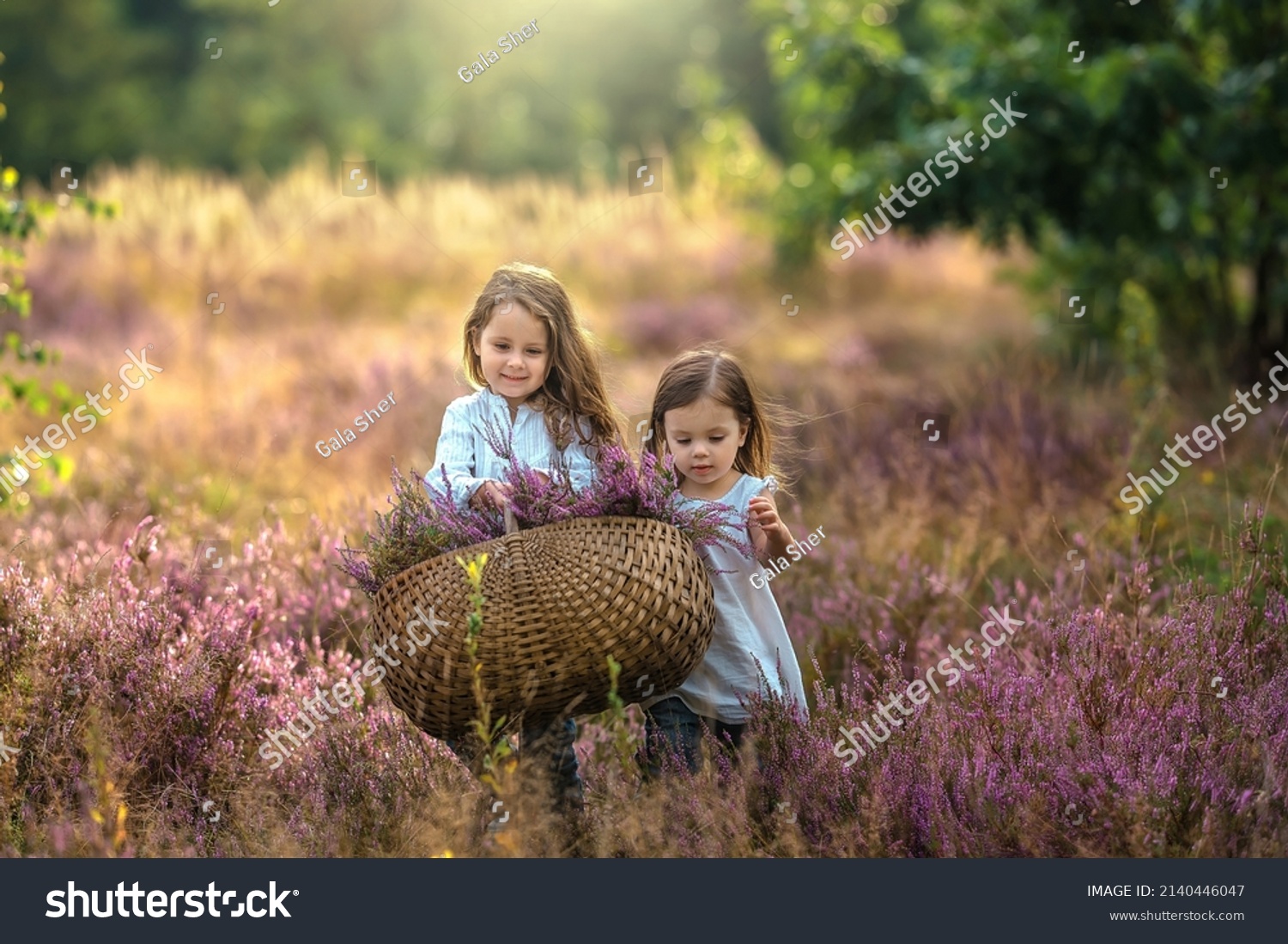 Beautiful girls with a bouquet of heather in a heather field. Beautiful sisters with a basket of heather are walking across the field and smiling.  #2140446047