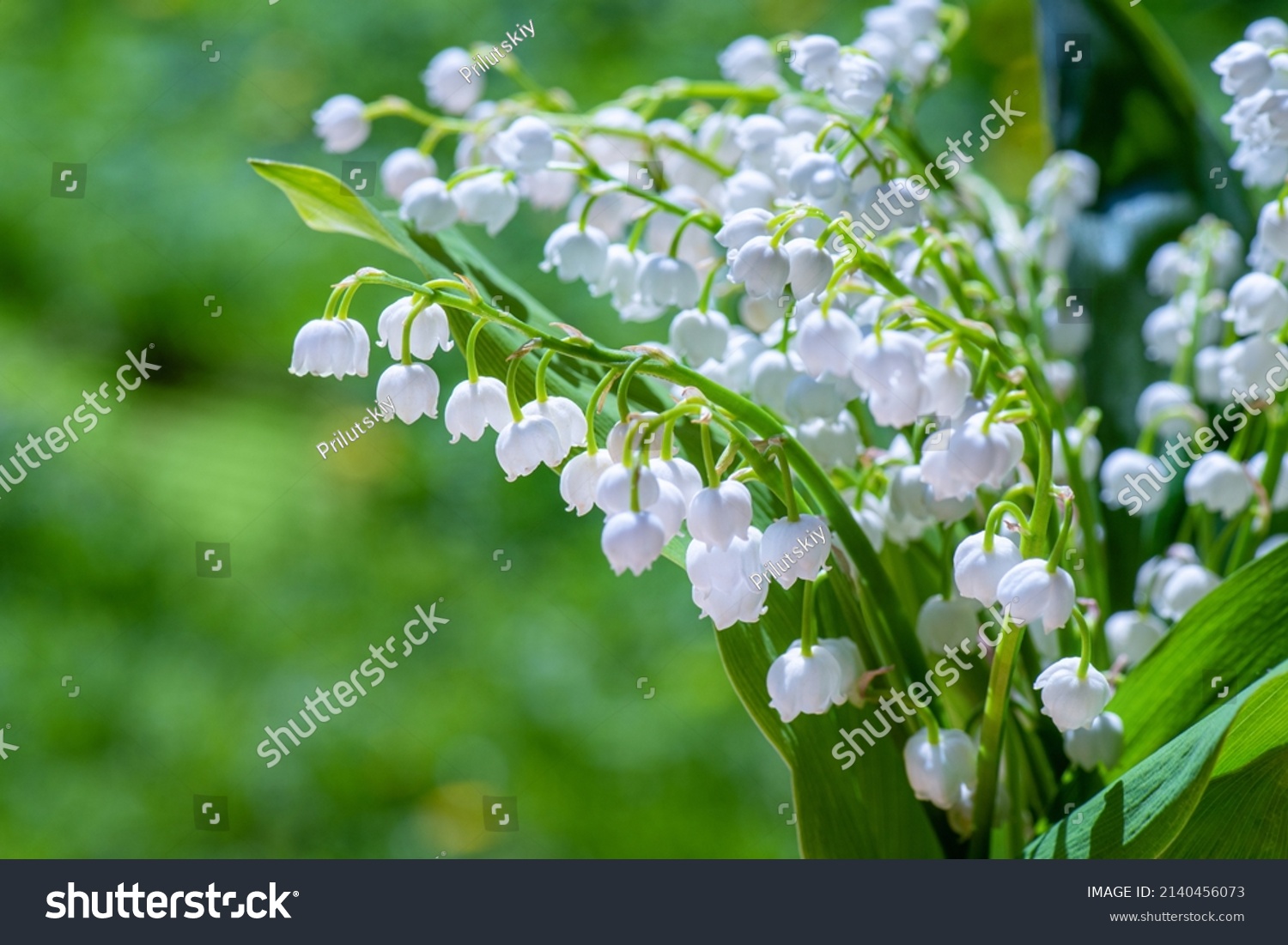 Lily of valley. Flowering of lily of valley in spring in forest against background of green forest close-up, horizontal photo. #2140456073