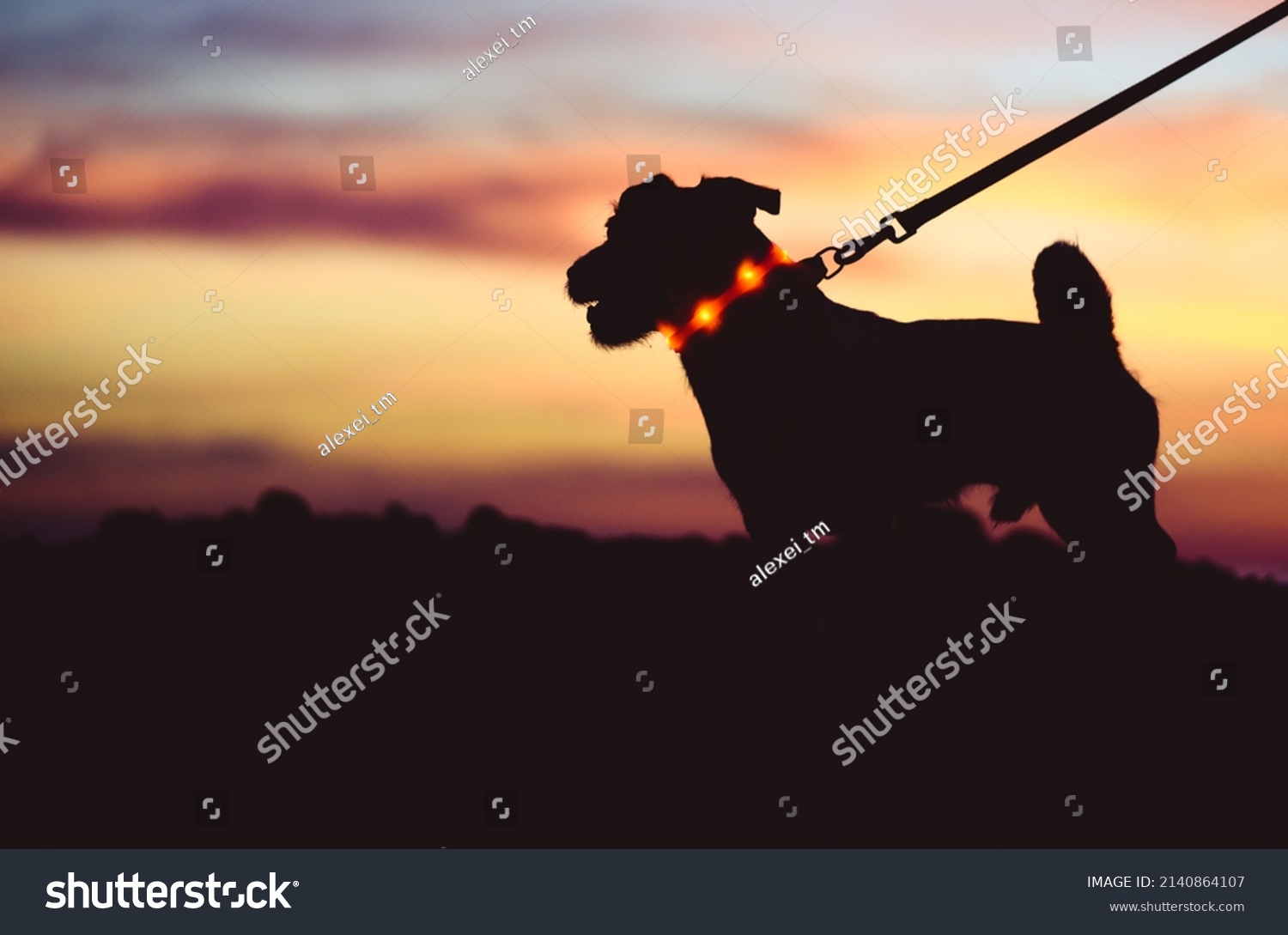 Safe evening or night walk with pet concept. Silhouette of dog on leash wearing LED-light collar against beautiful sunset sky #2140864107