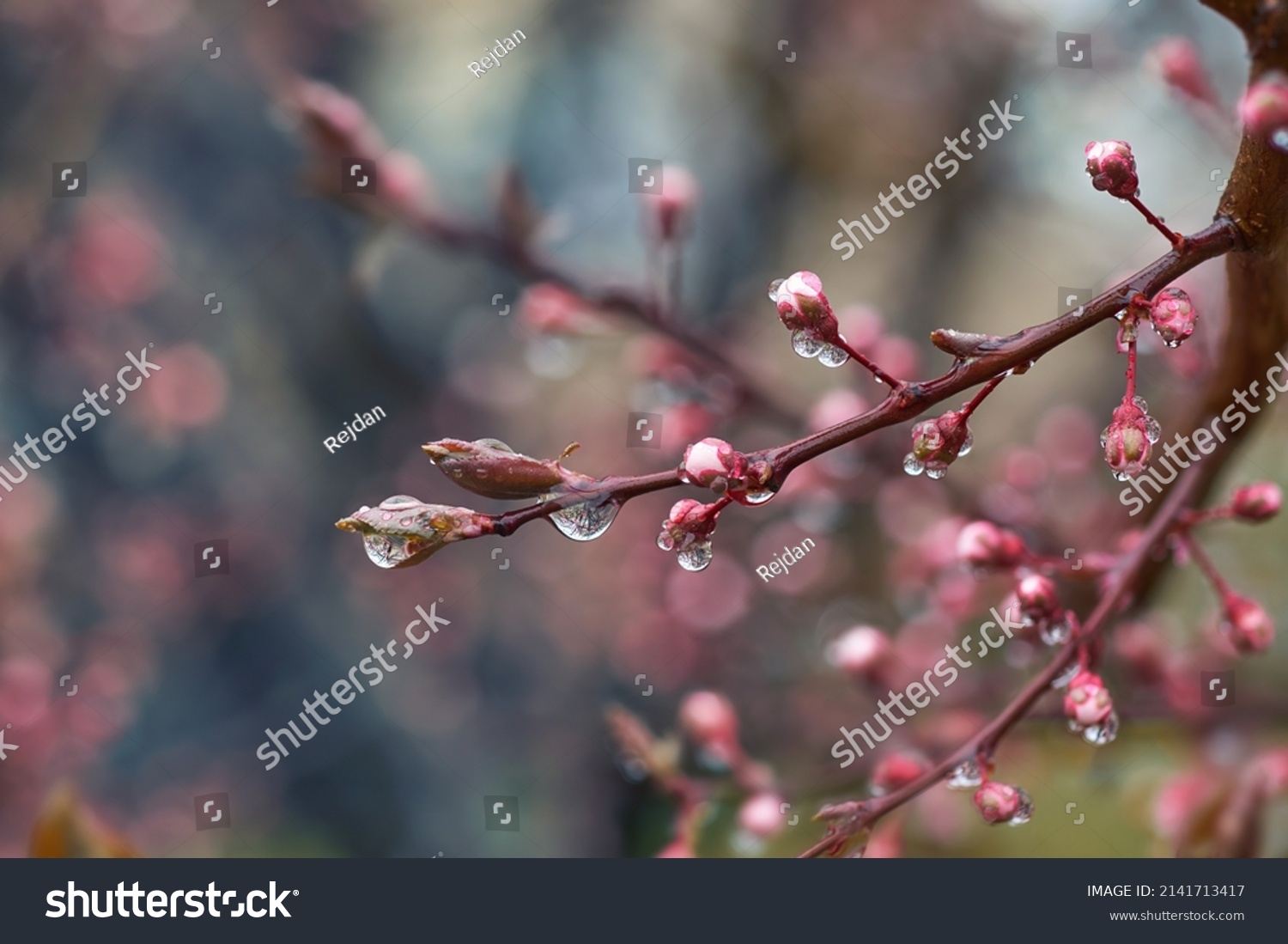 A branch of a blooming peach tree on a blurry blue-pink background. Fresh pink peach tree buds after the rain. Spring background with delicate flowers #2141713417