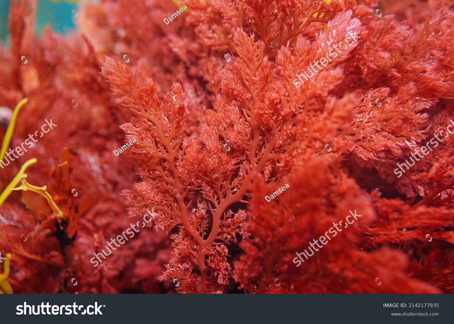 Red alga Plocamium cartilagineum close-up, underwater in the Atlantic ocean, Spain #2142177835