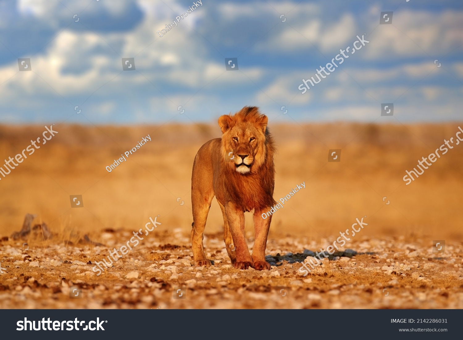 Lion with mane in Etosha, Namibia. African lion walking in the grass, with beautiful evening light. Wildlife scene from nature. Animal in the habitat. #2142286031